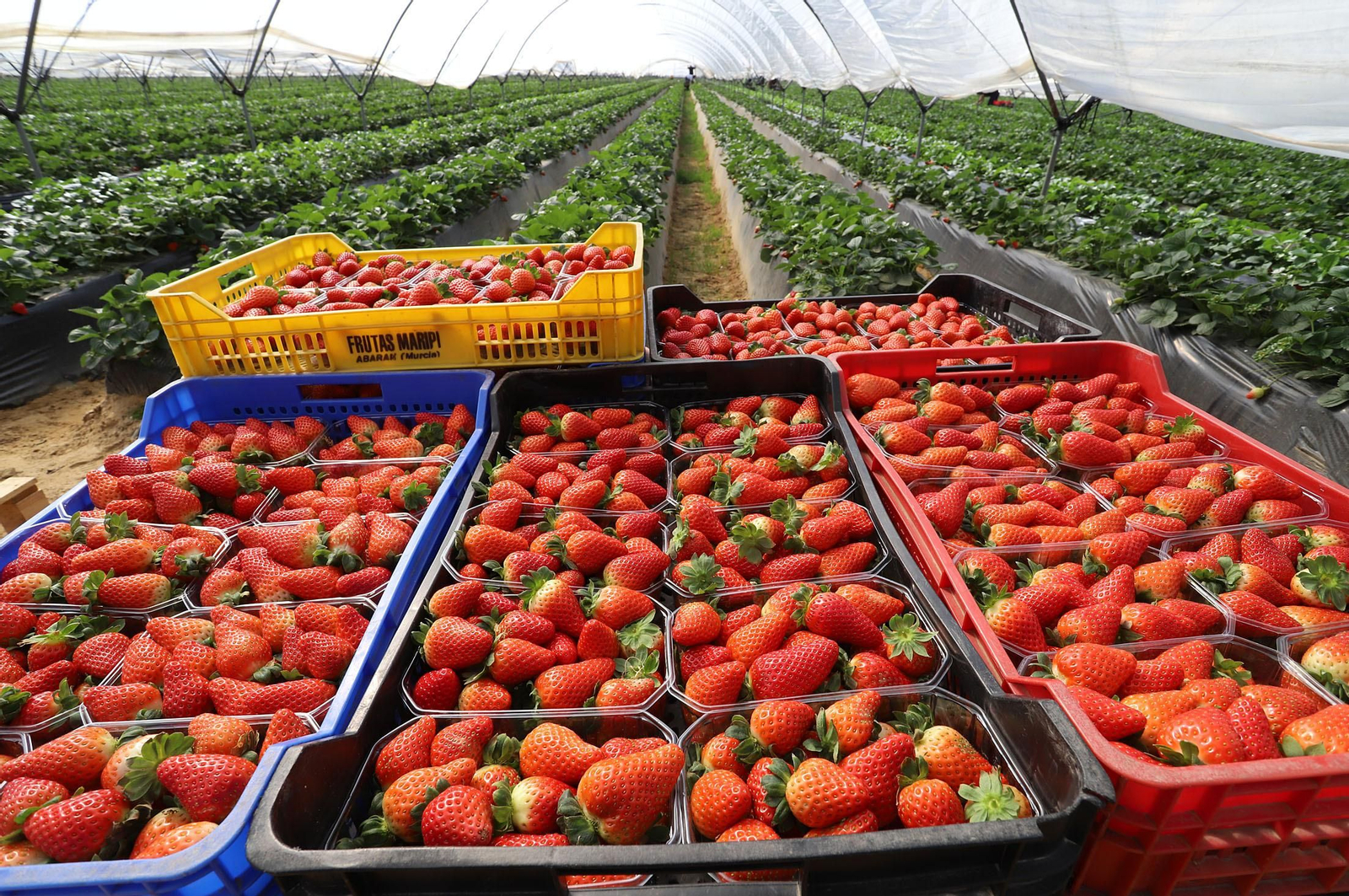 Imágenes de la realidad del trabajo en el campo