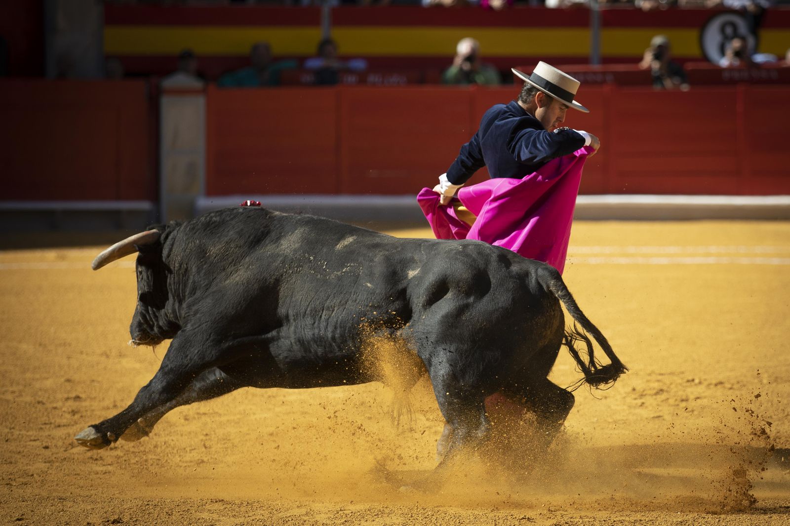 Las mejores imágenes del Festival Taurino en beneficio de Granadadown
