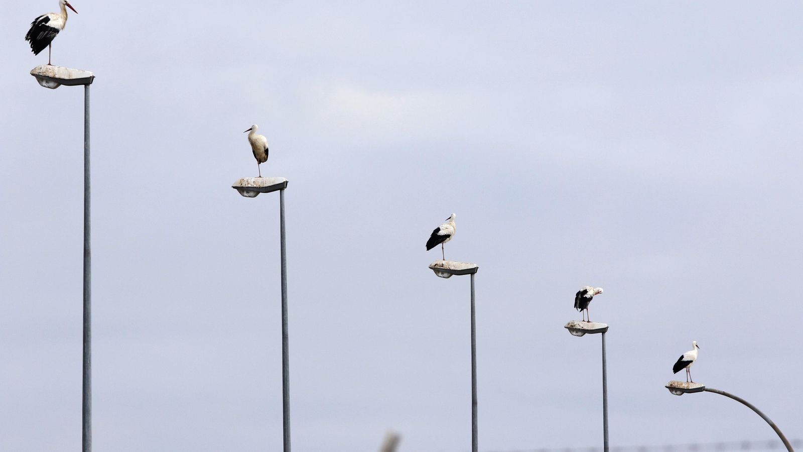 Cigüeñas sobre farolas de una carretera.