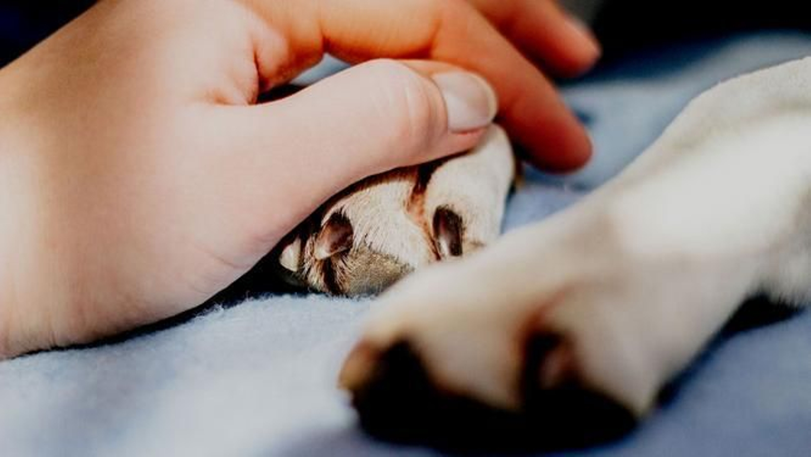 Claves para afrontar el duelo "invisible" por la muerte de tu mascota Claves para afrontar el duelo "invisible" por la muerte de tu mascota