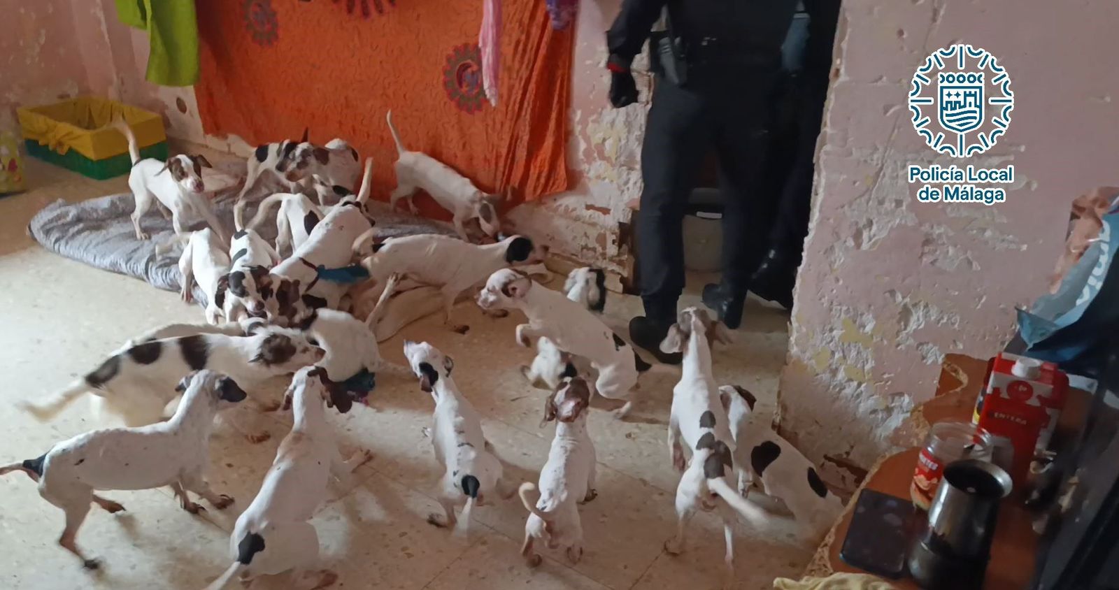 Algunos de los perros con los que convivía la mujer investigada en una casa de Málaga.