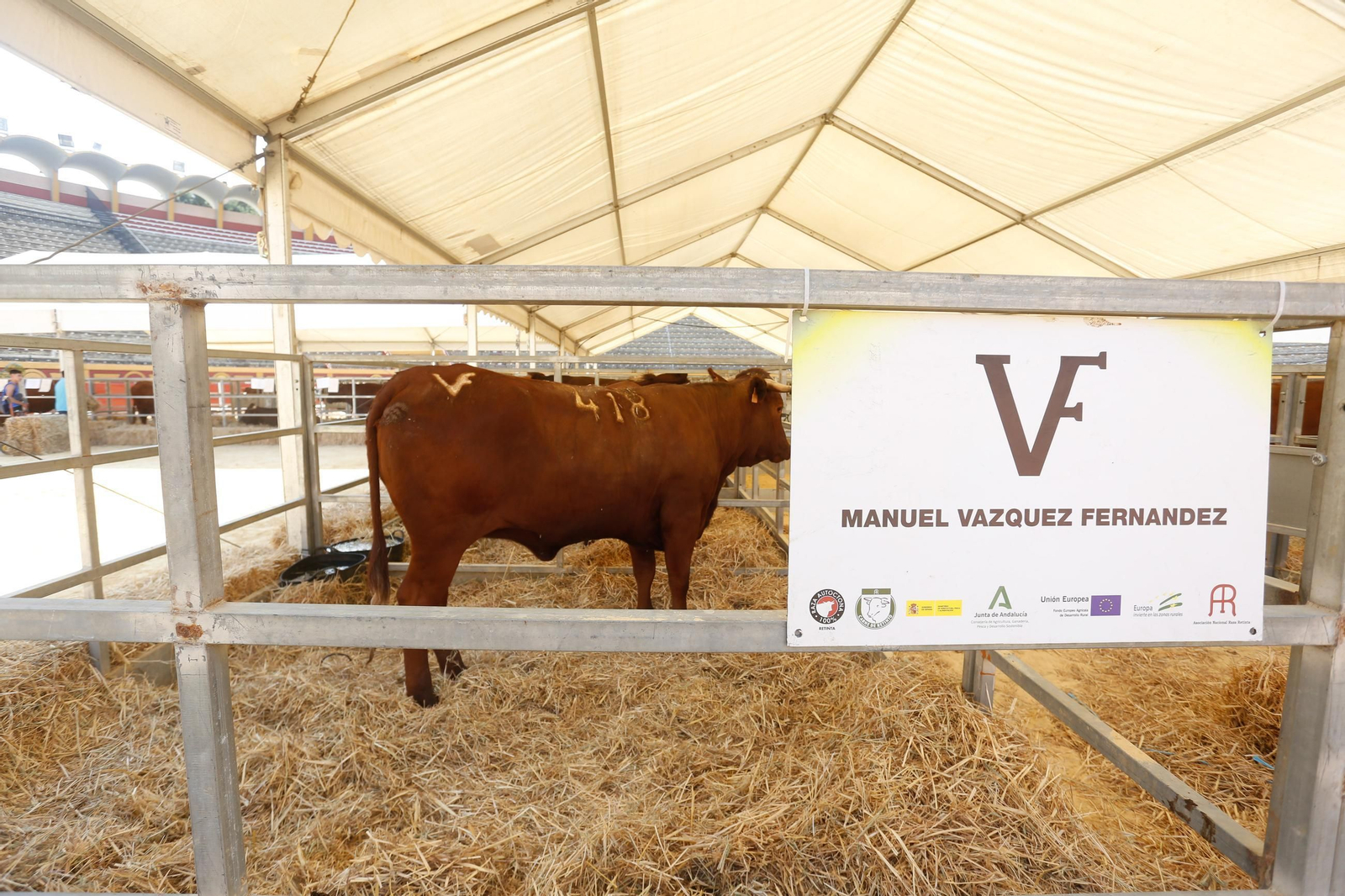 Fotos de la 147 feria del ganado en Algeciras