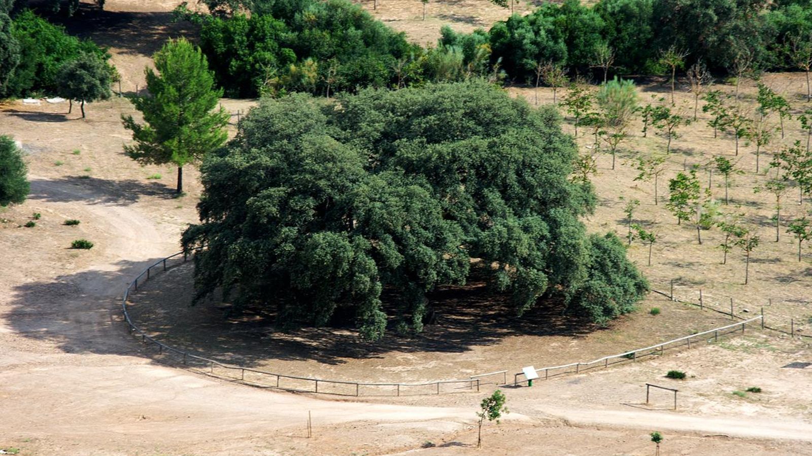 Vista aérea del Chaparro de la Vega