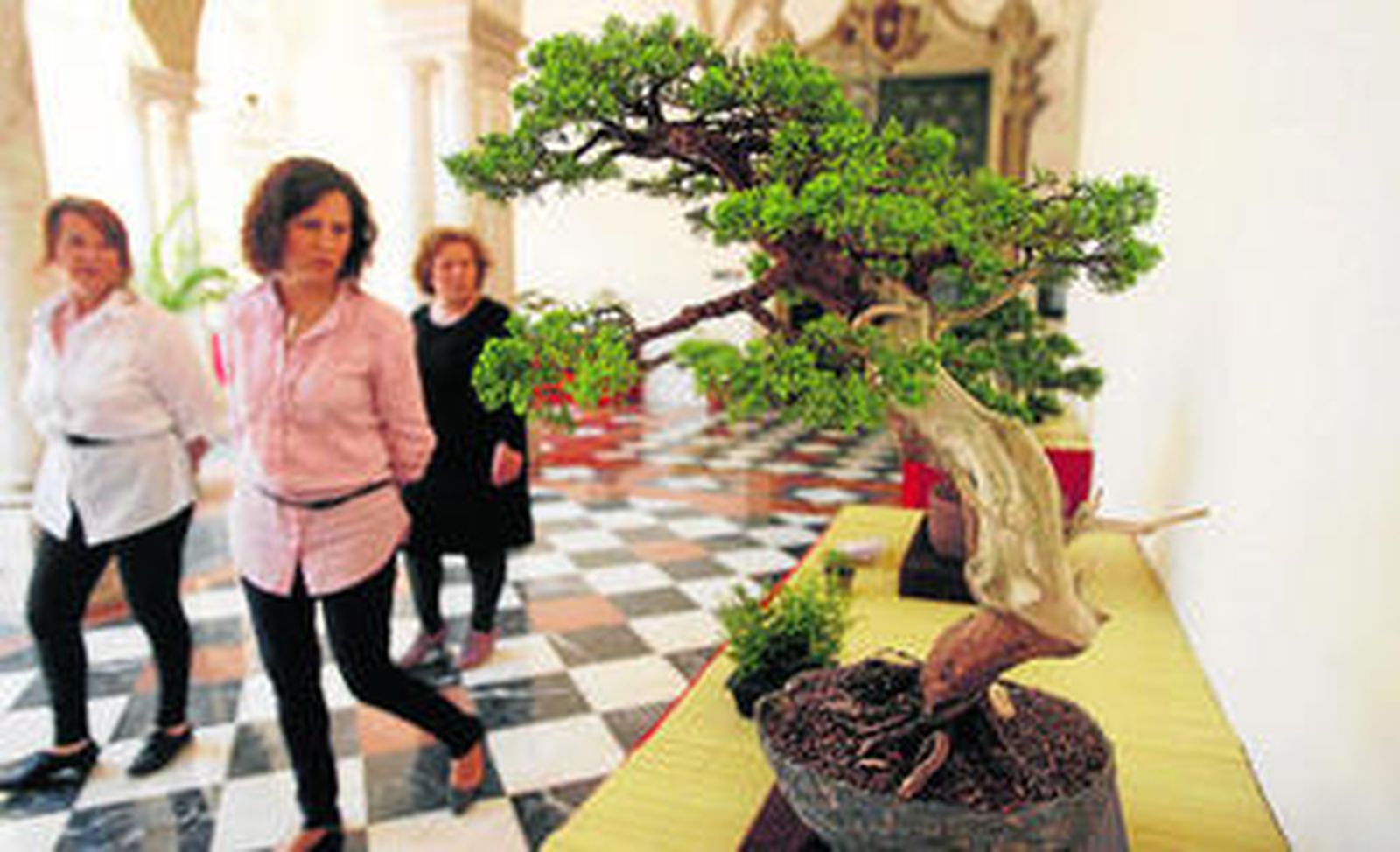 Un grupo de visitantes mira uno de los ejemplares de bonsái.