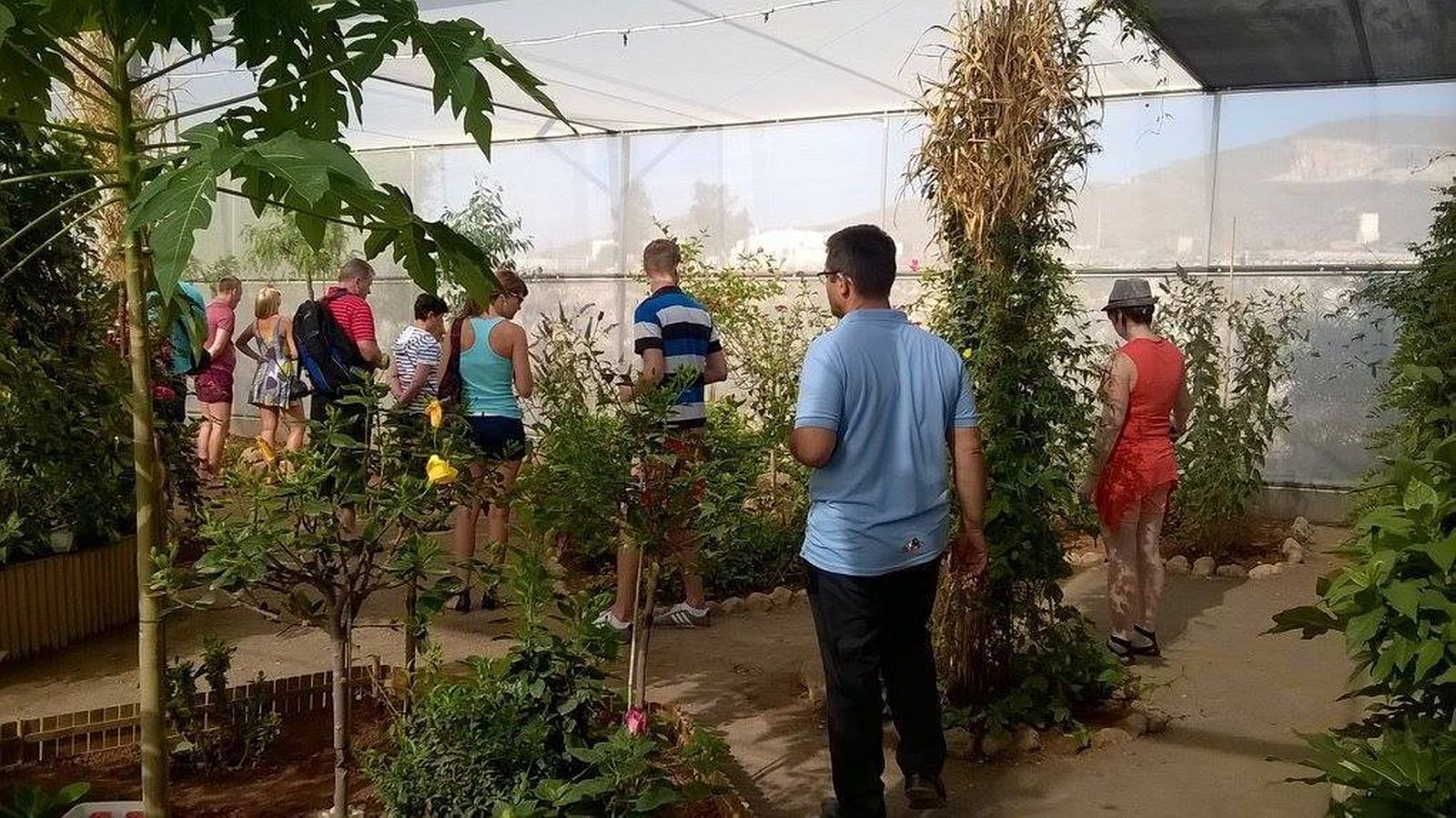 Las mariposas vuelven a rebolotear