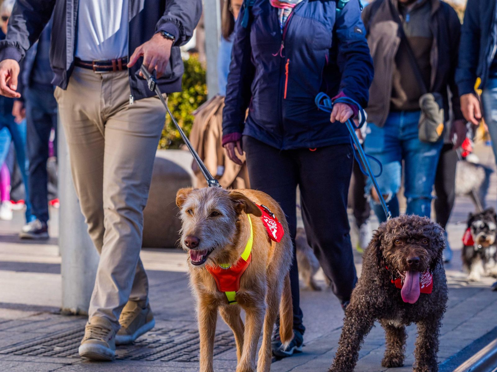 Las imágenes de San Antón 2025 en San Fernando