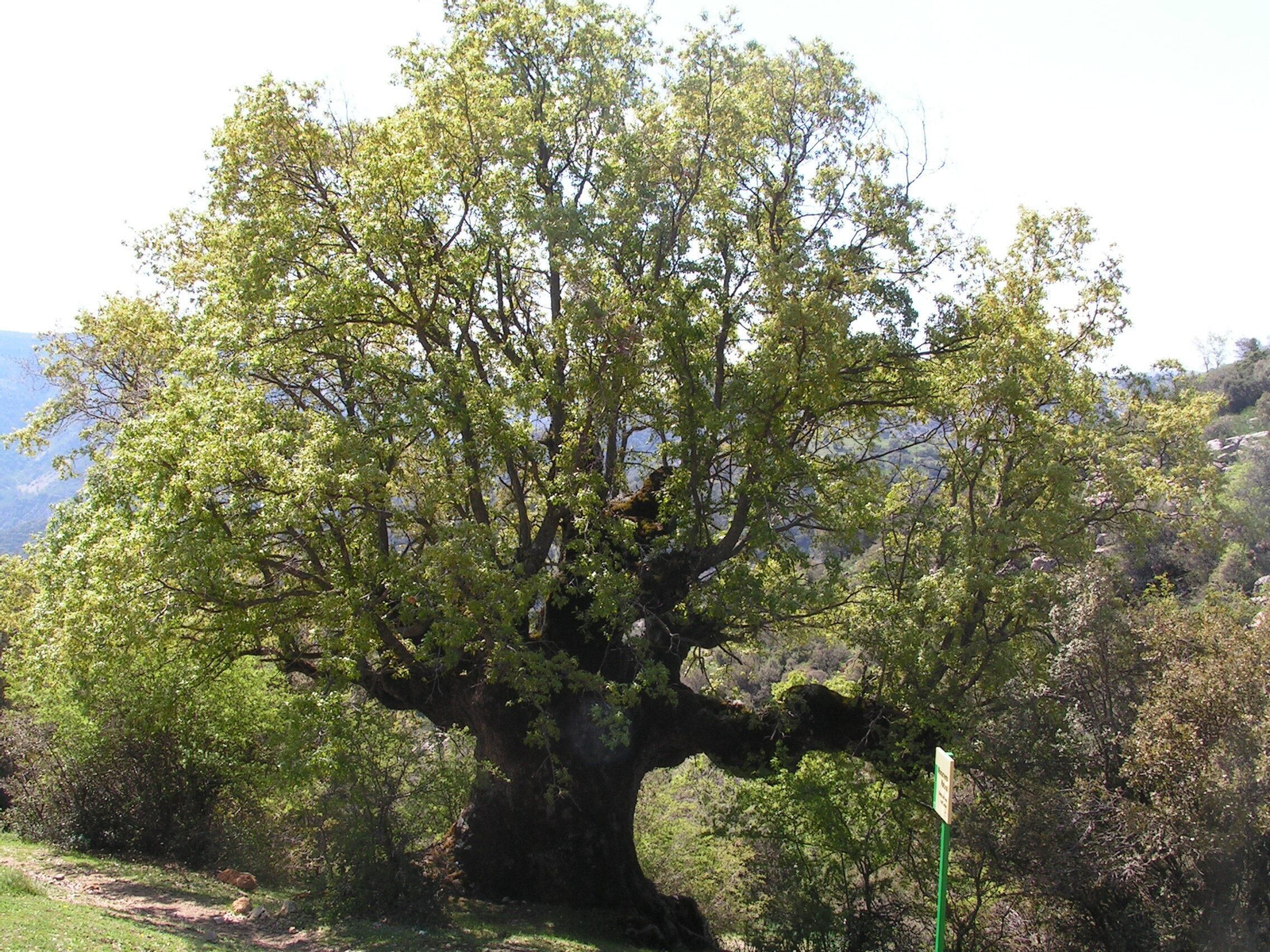 Quejigo del Amo o del Carbón en Valdepeñas de Jaén.
