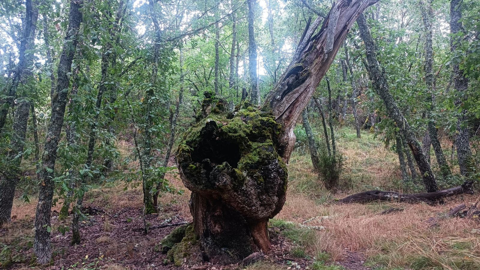 Hay un pequeño tramo por bosque muy denso al salir de Losada.