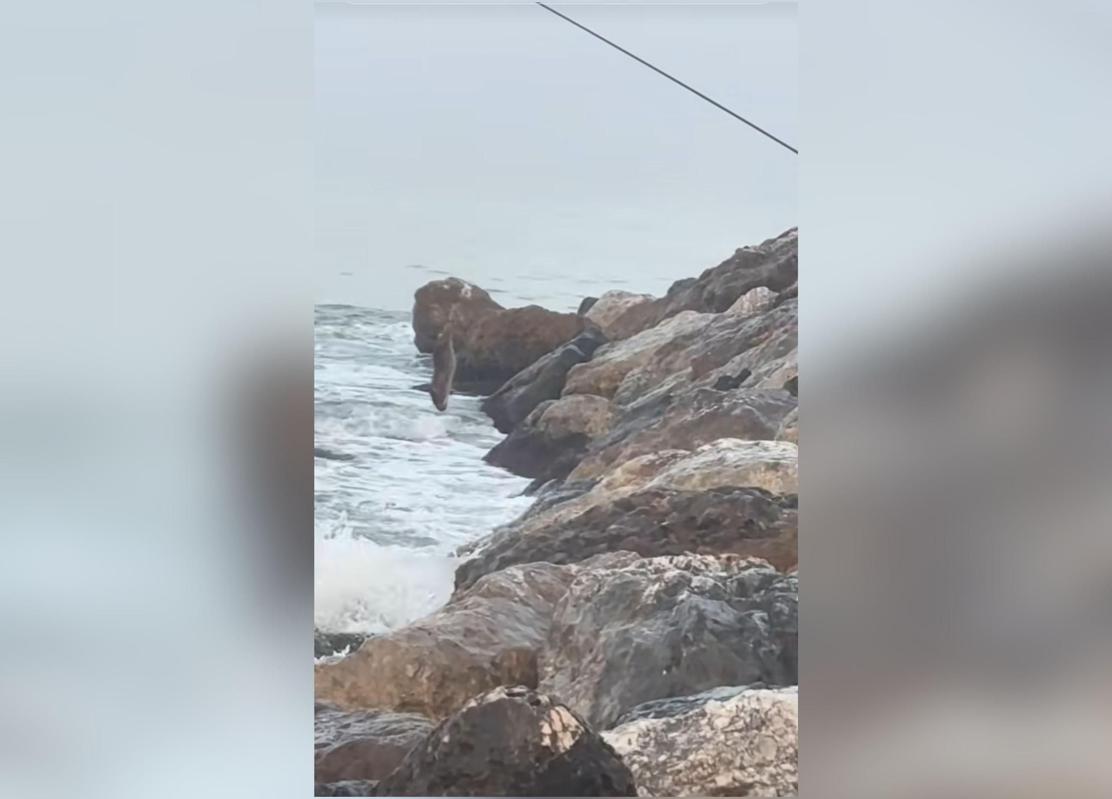 La rata "pescada" en el espigón de la Misericordia de Málaga.