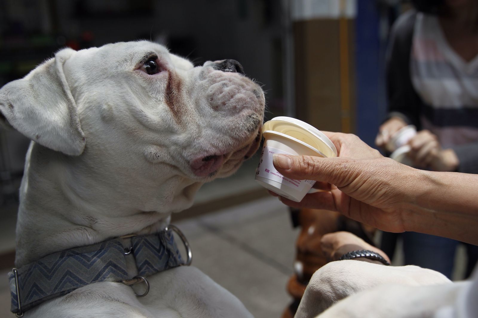 Cómo viajar en verano sin echar en falta a su mascota