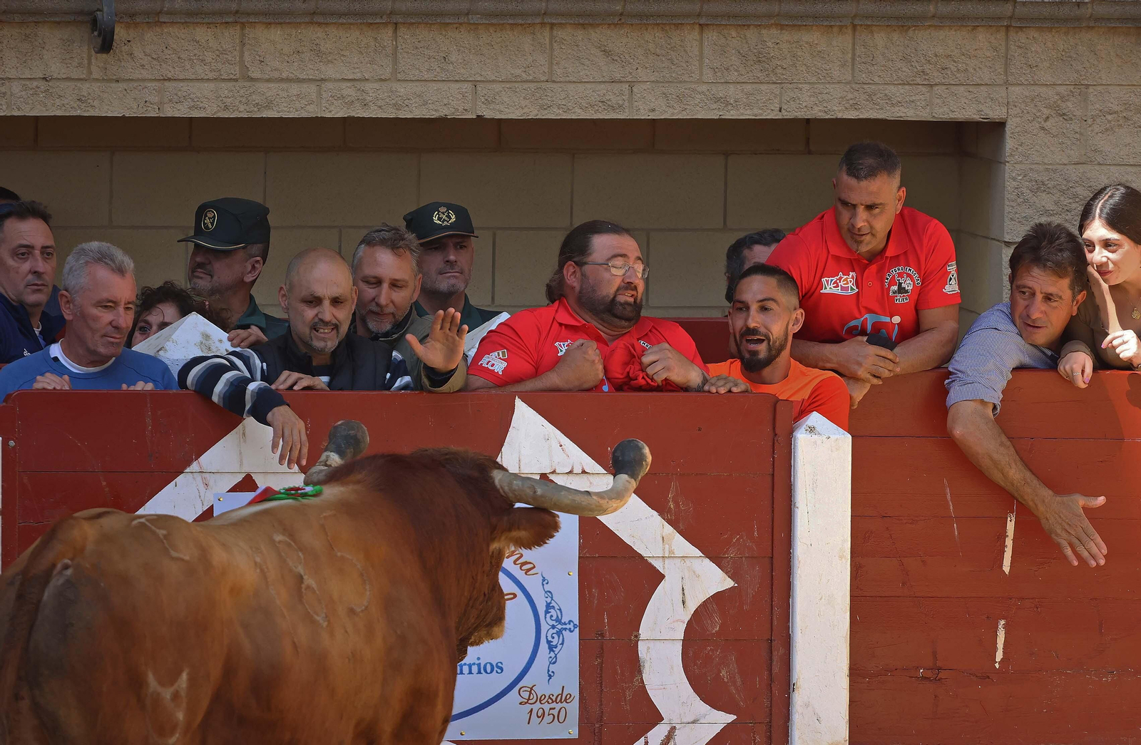 Las mejores fotos del Toro Embolao de Los Barrios 2024