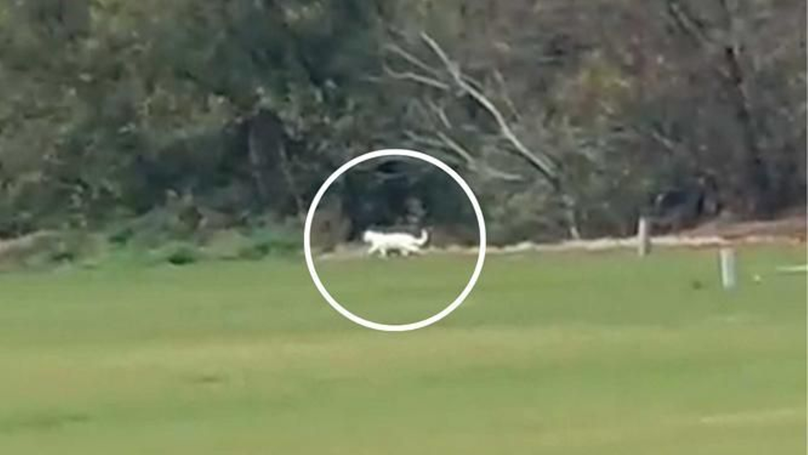 Máxima difusión: continúa la búsqueda del "enorme felino" viral en Cádiz