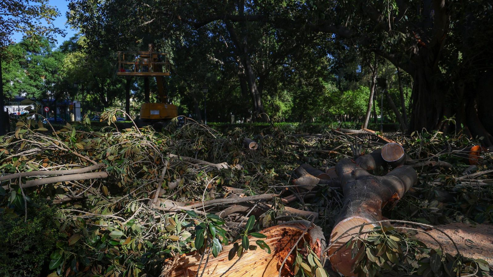 Los trabajos en el parque de María Luisa.