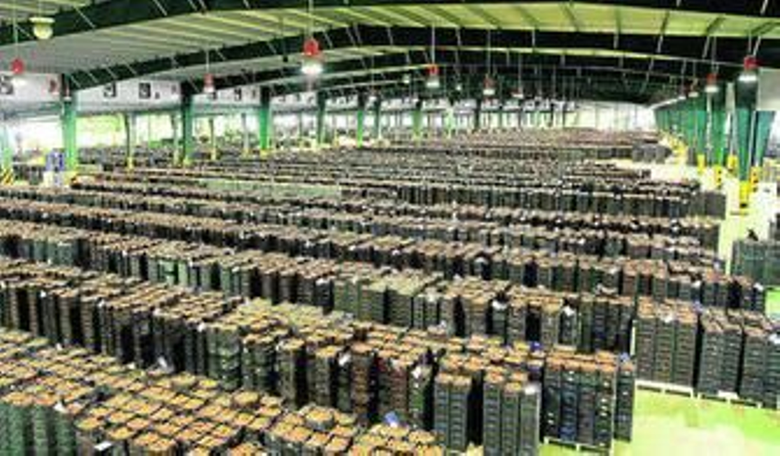 CASI es líder en producción de tomate a nivel nacional.