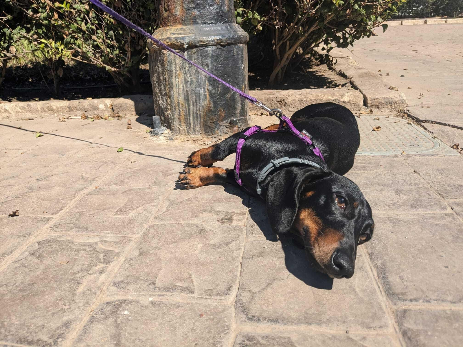 Una perra toma el sol junto a una farola del Parque Nicolás Salmerón