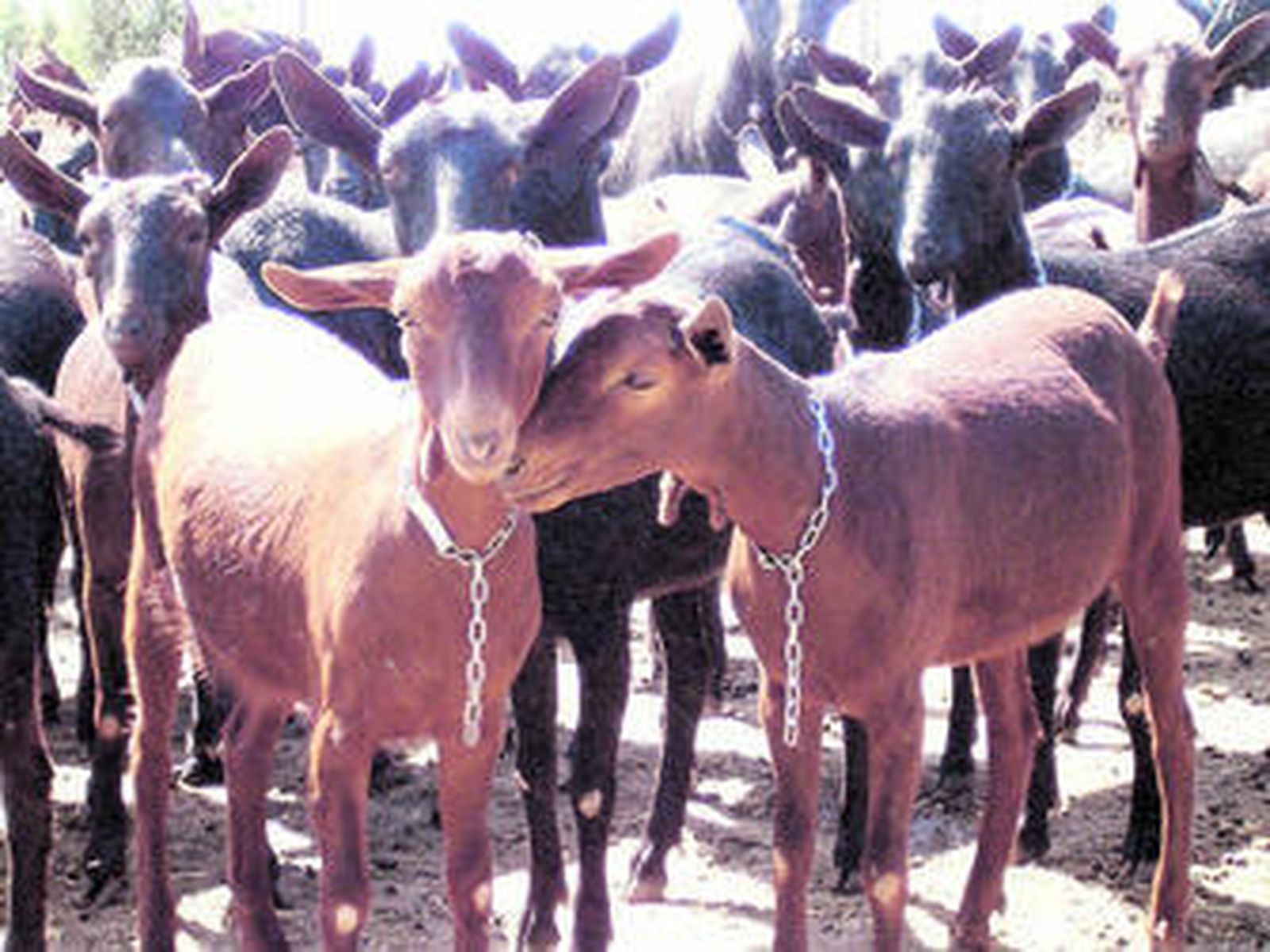 La cabaña de caprino es una de las más importantes a nivel nacional, con 200.000 cabezas.