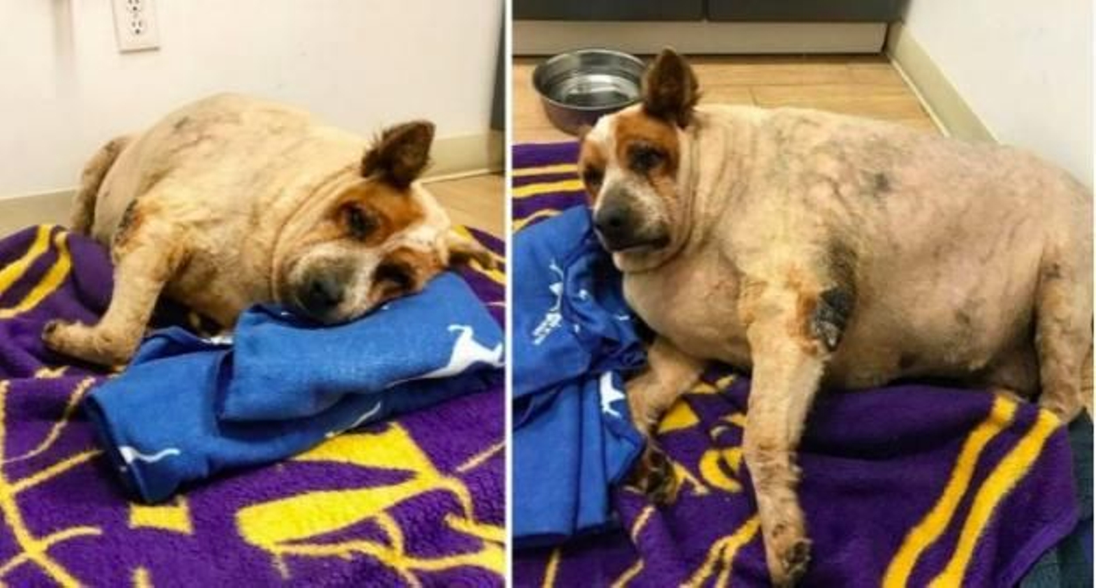 El increíble cambio radical de un perro con obesidad tras ser rescatado