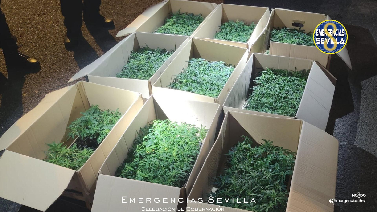 Detenido un joven cuando cargaba macetas de marihuana en su coche en Sevilla