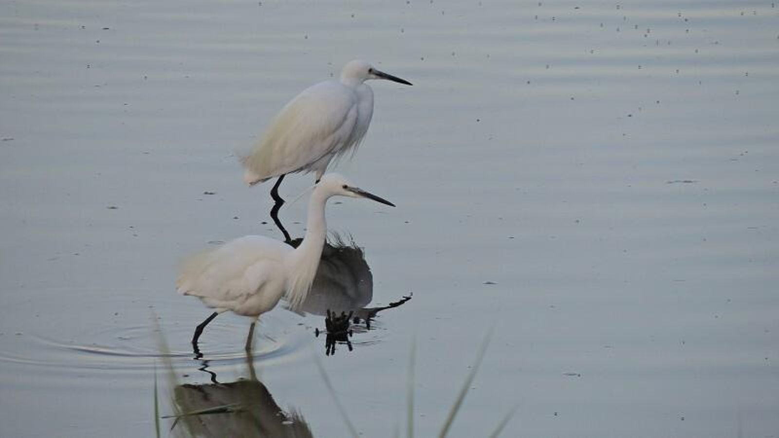 Las aves encuentran en este espacio un verdadero oasis.