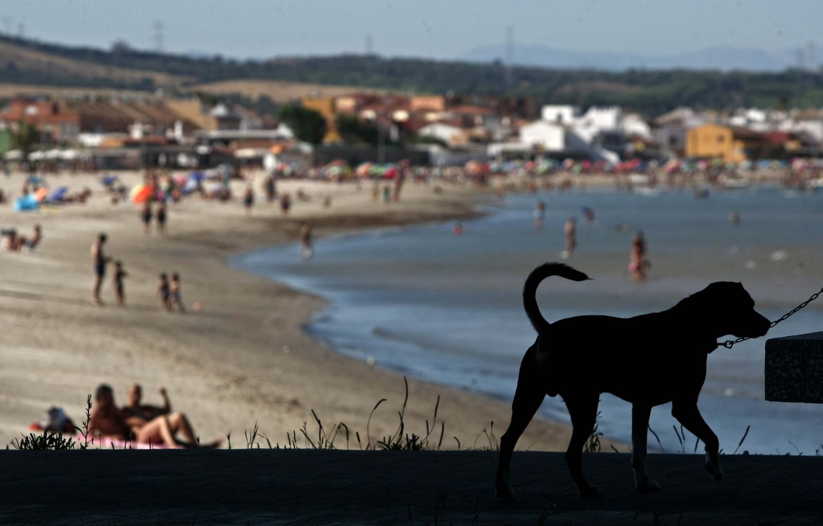 Un perro en el entorno de la playa de El Rinconcillo.