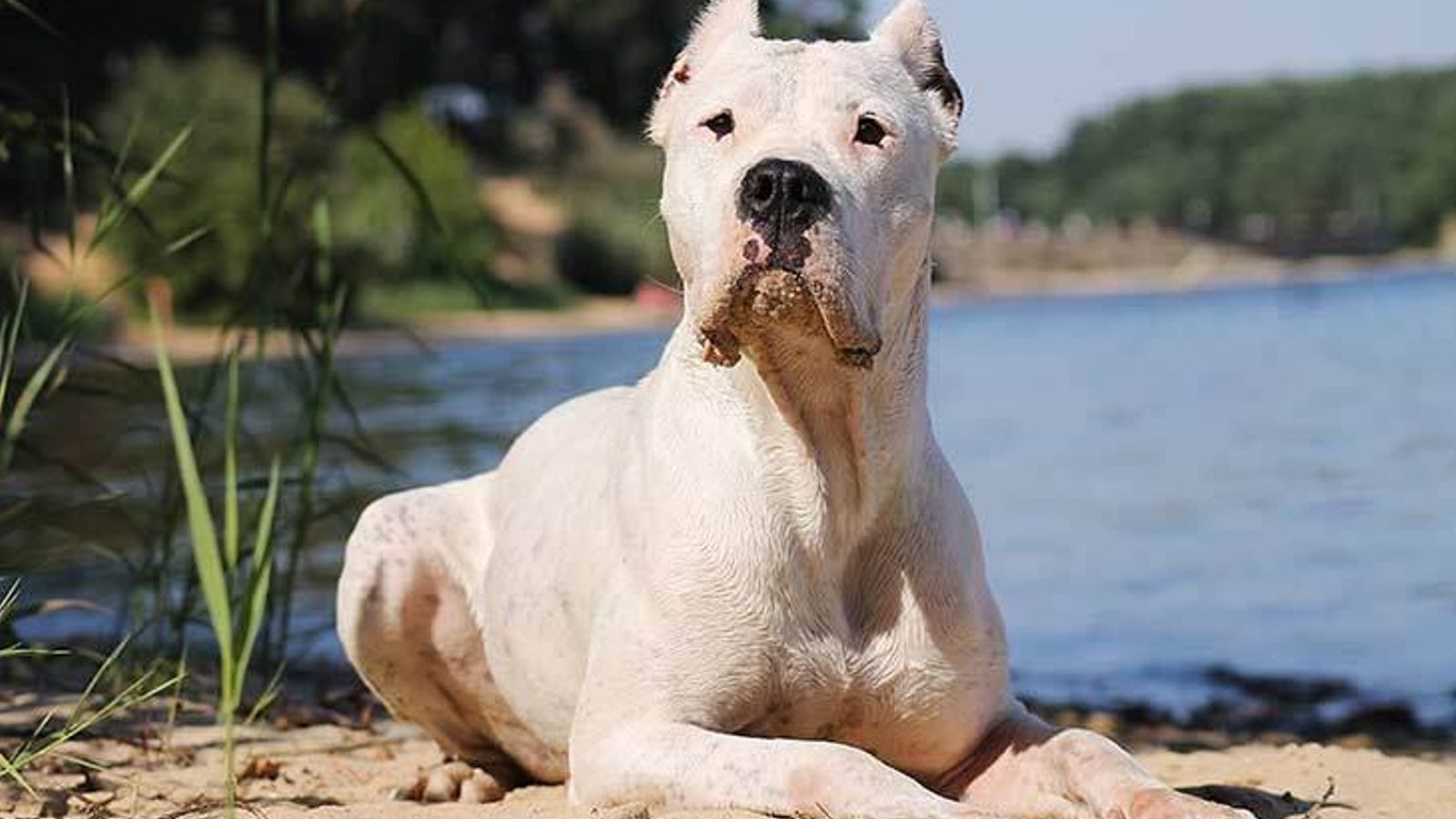 Cómo es el Dogo argentino, el perro creado para proteger a su familia