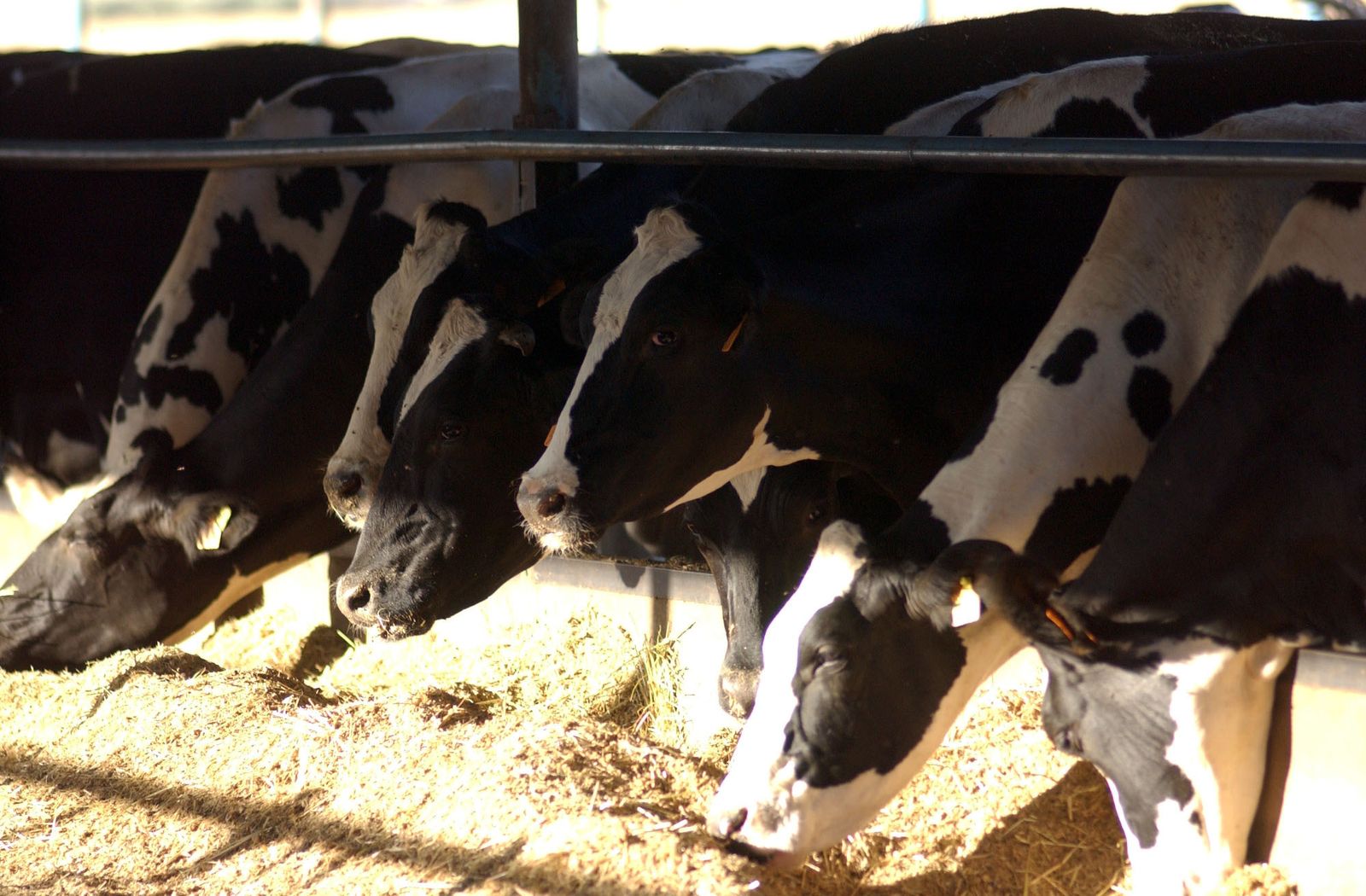 Una granja de vacuno en Los Pedroches.