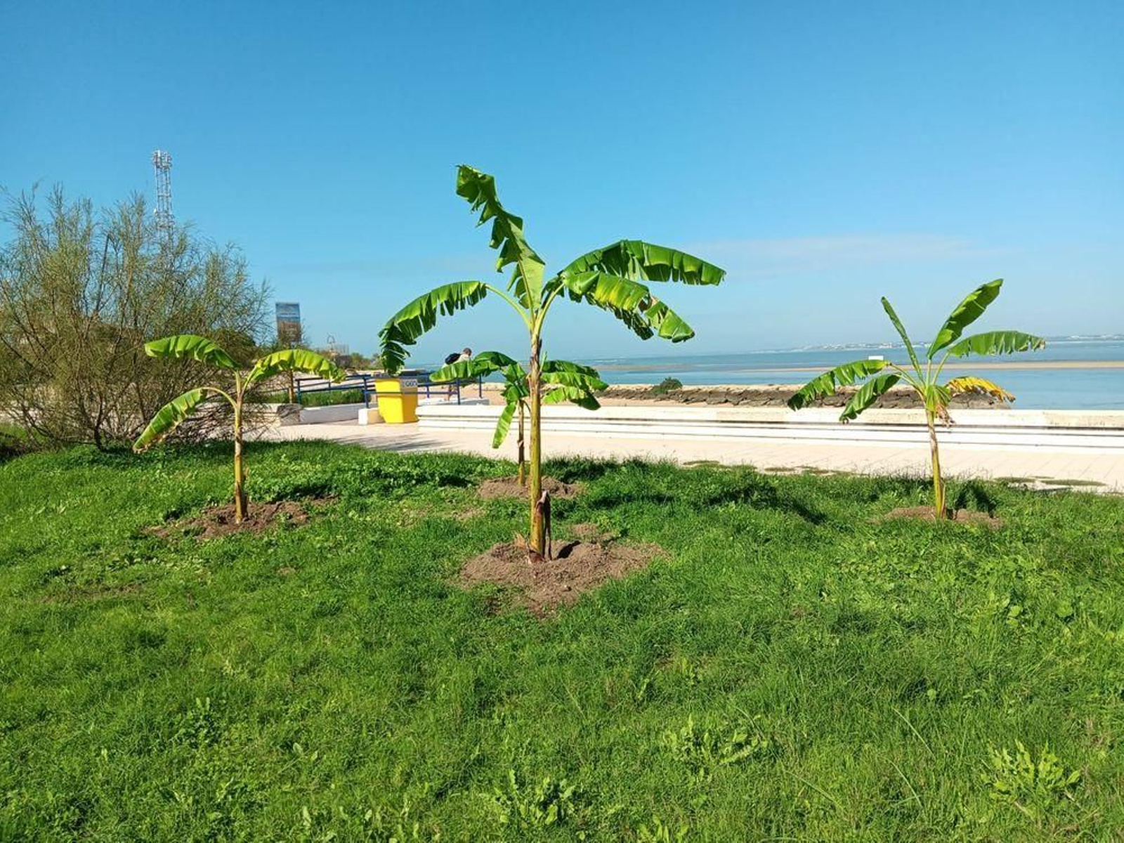 Algunas de las esècies plantadas en la zona del Río San Pedro