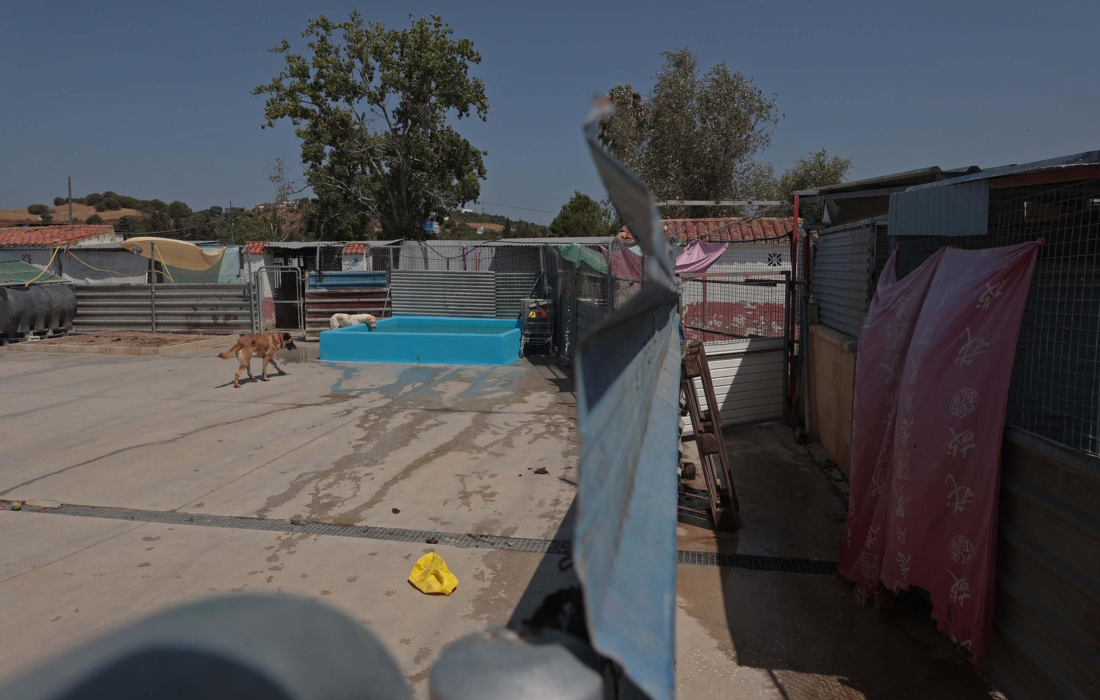 Imágenes de la protectora de animales del Campo de Gibraltar en Los Barrios