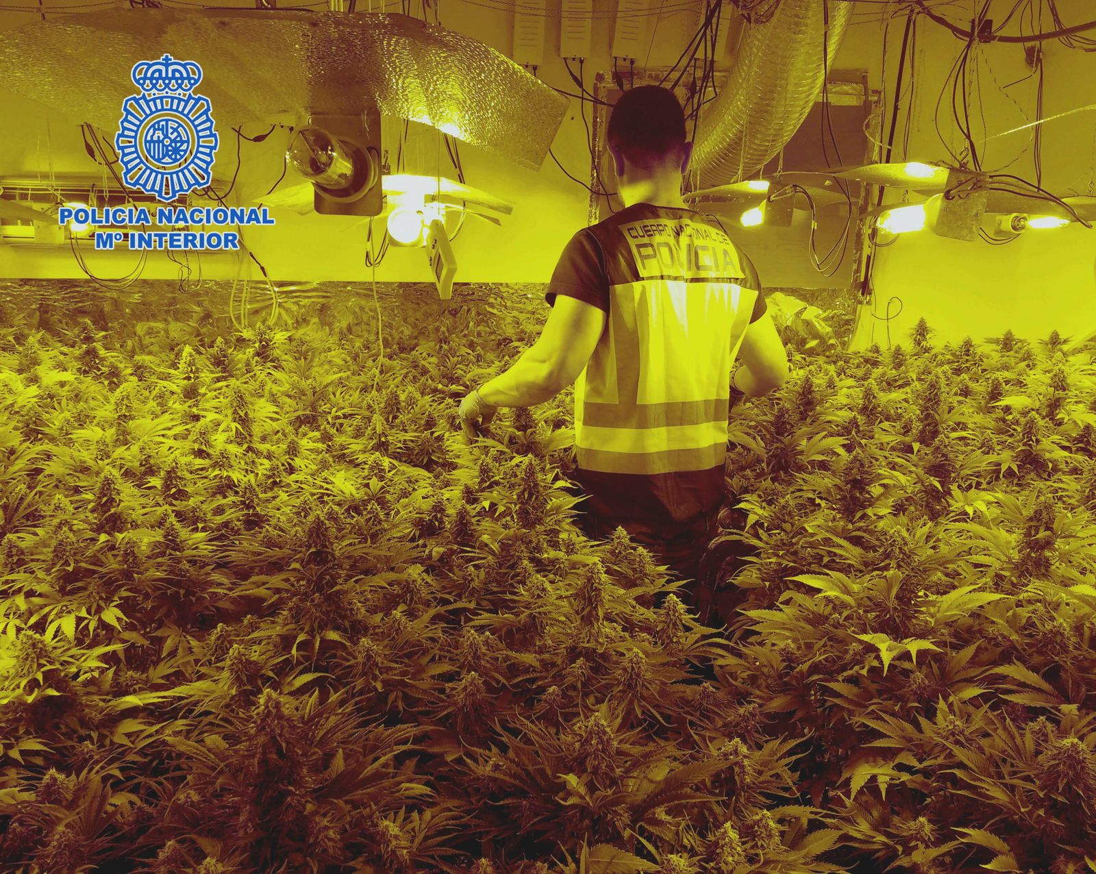 La Policía desmantela un chalet en Retamar con una plantación de marihuana