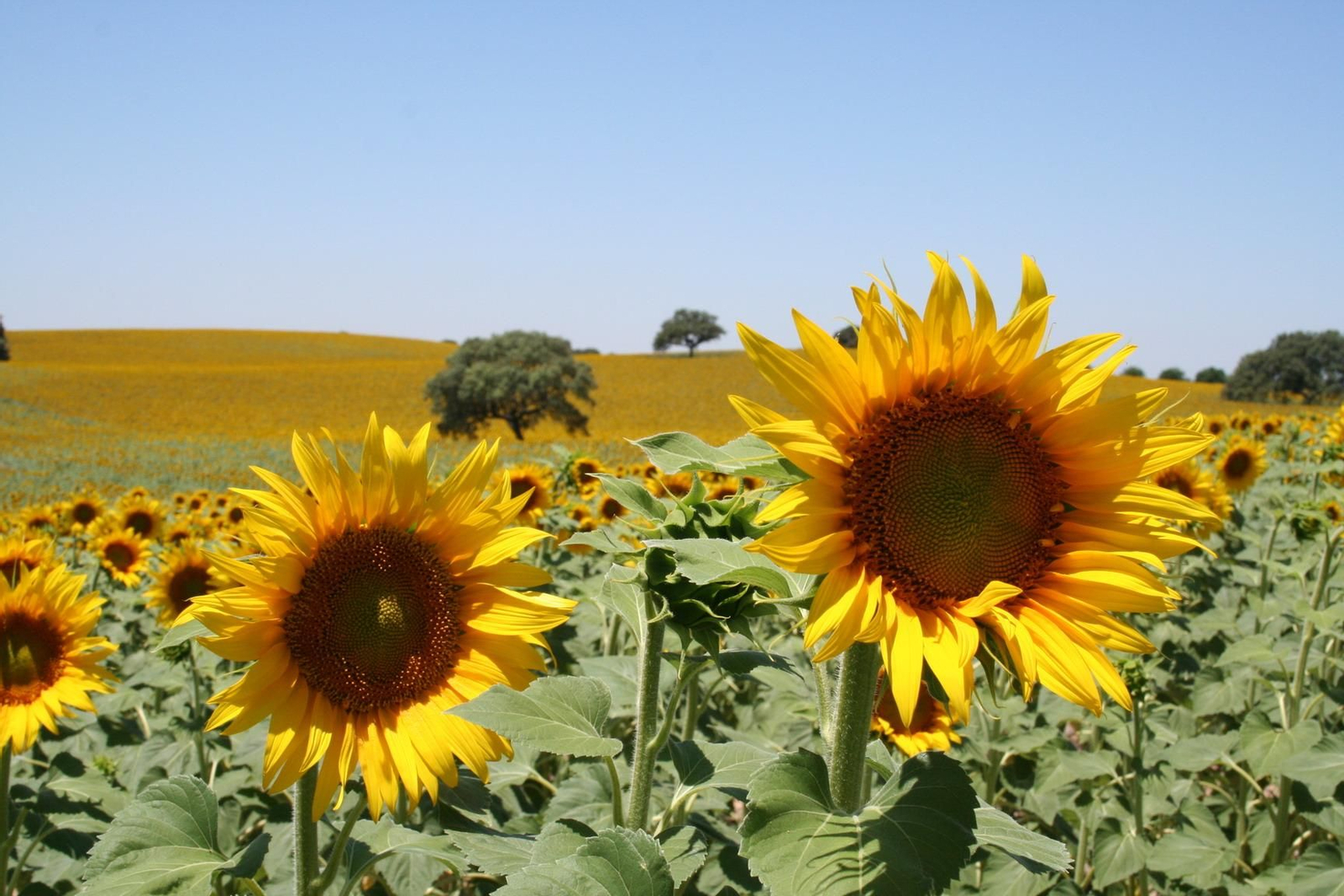Un cultivo de girasol.