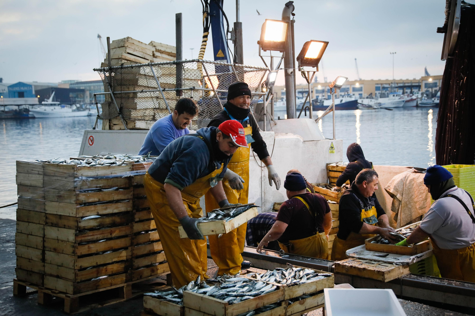 Te contamos en imágenes como ha sido la descarga de las traiñas en la lonja de Almería
