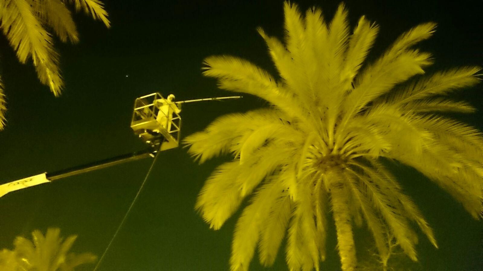 Un operario actúa sobre una palmera en el control de la plaga del picudo rojo.