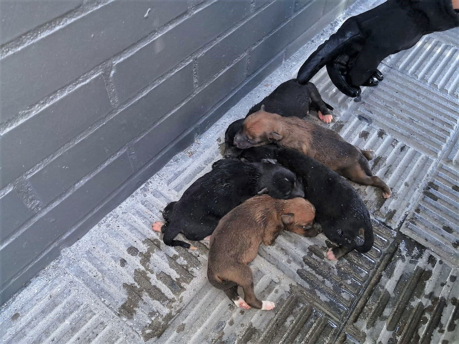 La Policía Local de Alcalá salva a cinco cachorros de perro abandonados en un contenedor de basura