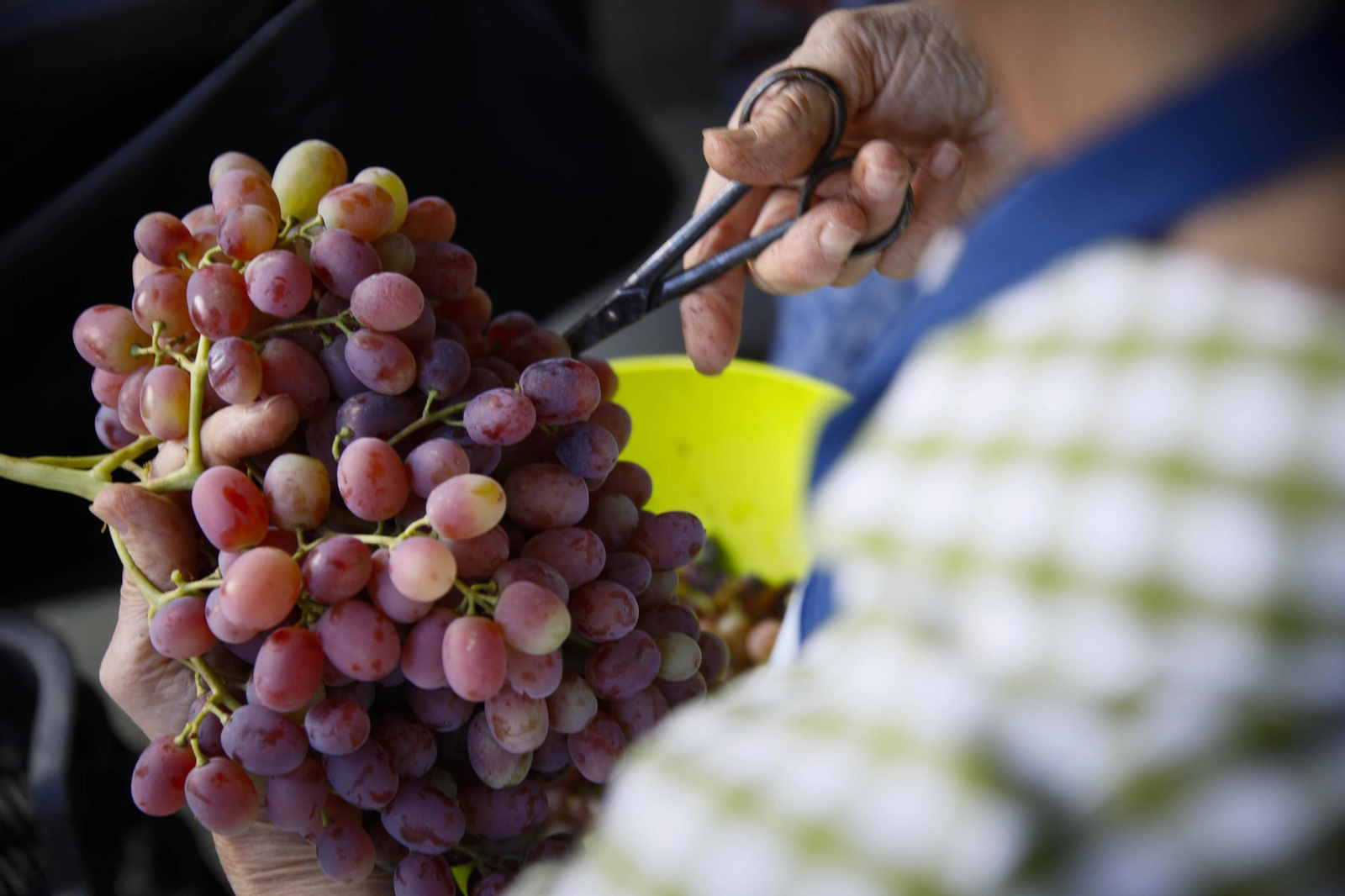 La tradicional faena de la uva de Canjayar, en imágenes