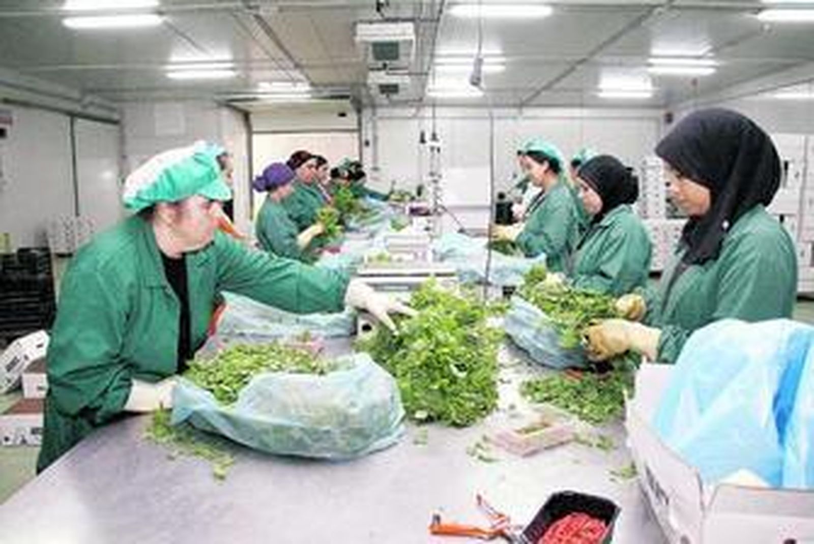 Los formatos comerciales son dos, embarquetado y a granel.