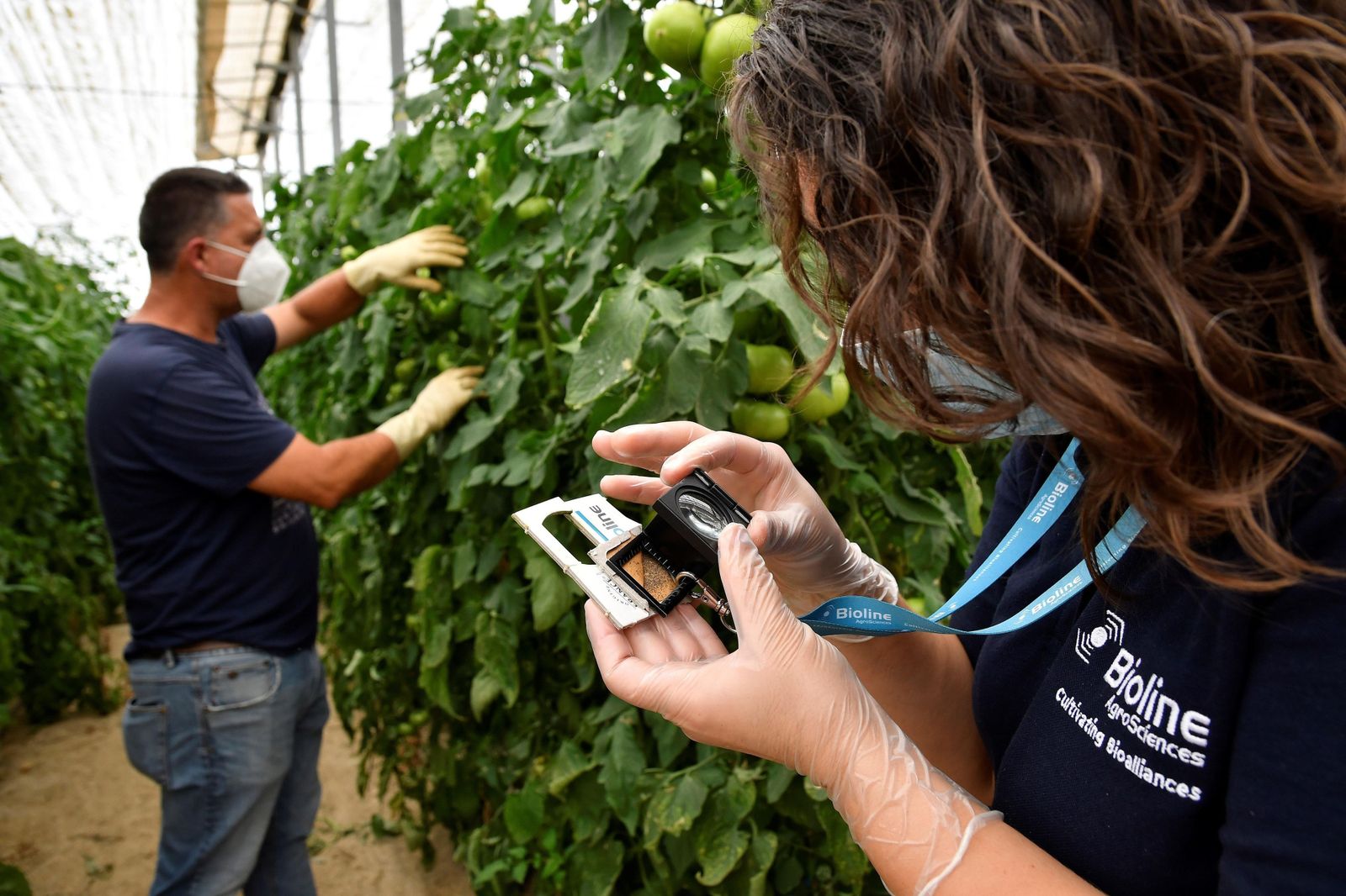Mónica Murcia, técnico de Bioline, observa la presencia de esos ‘bichos buenos’.