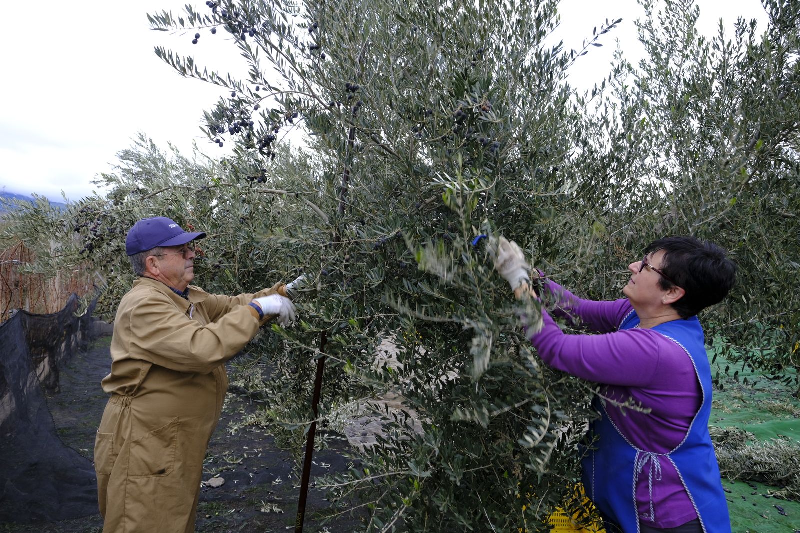 Fotogalería recolección aceituna en Abla. Almería