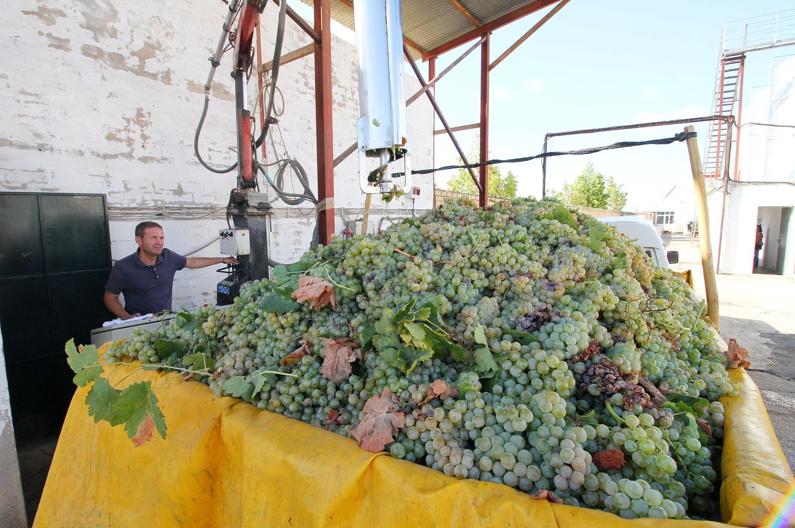 Imágenes de la vendimia en el Condado de Huelva.