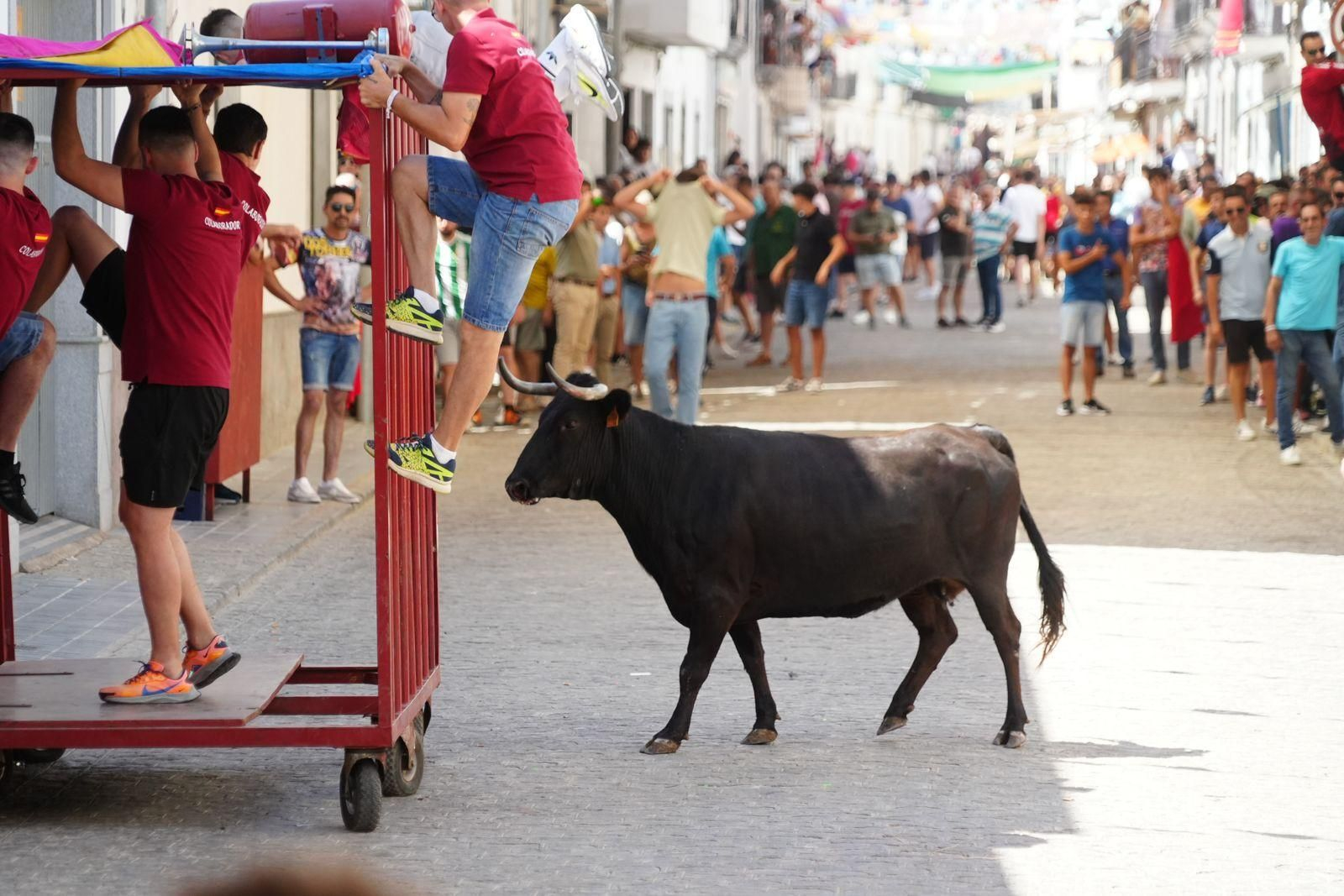 Las mejores imágenel del encierro de vaquillas de El Viso