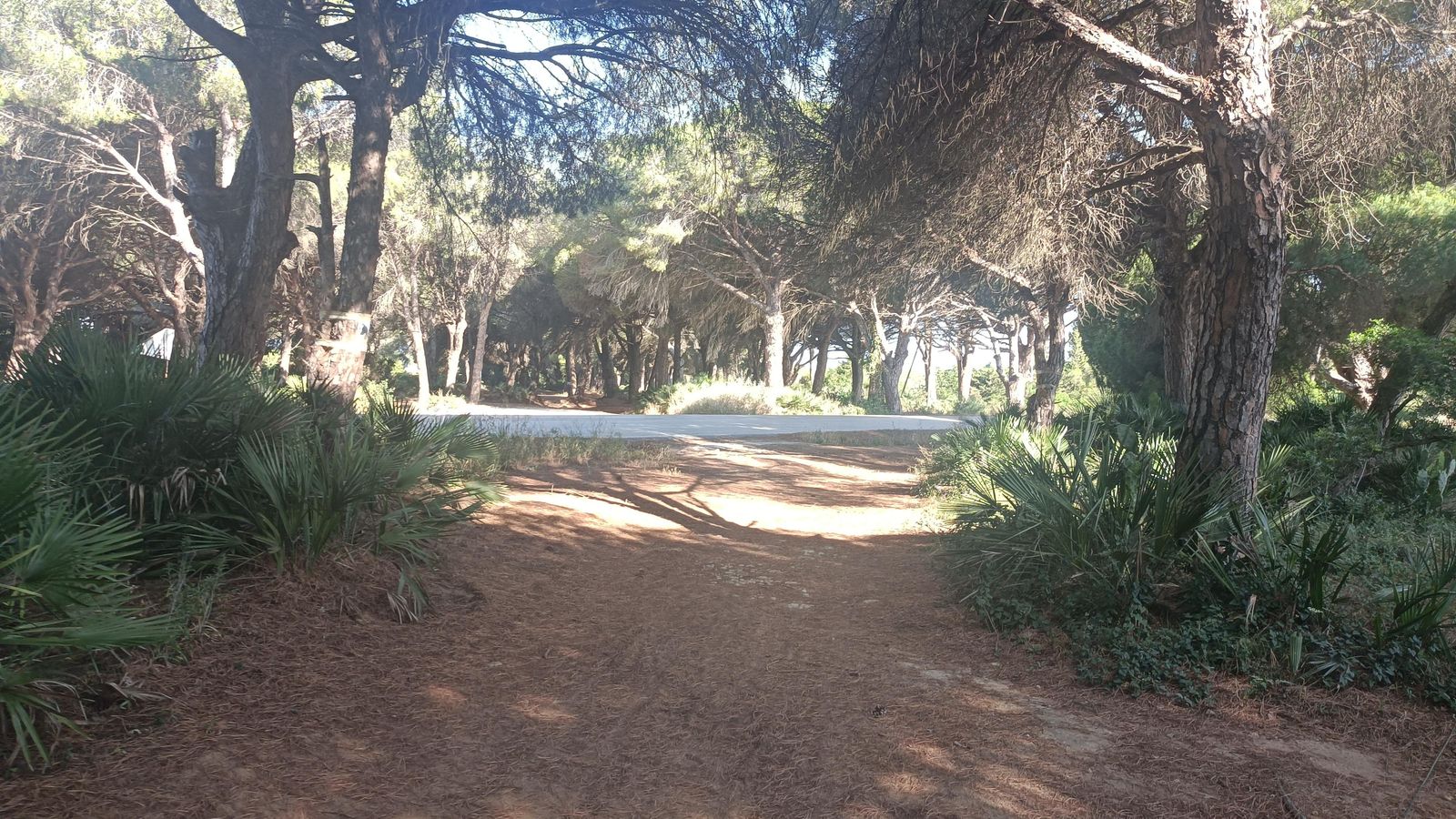 La pista clara que se cruza delante es la Cañada Real de Bornos.