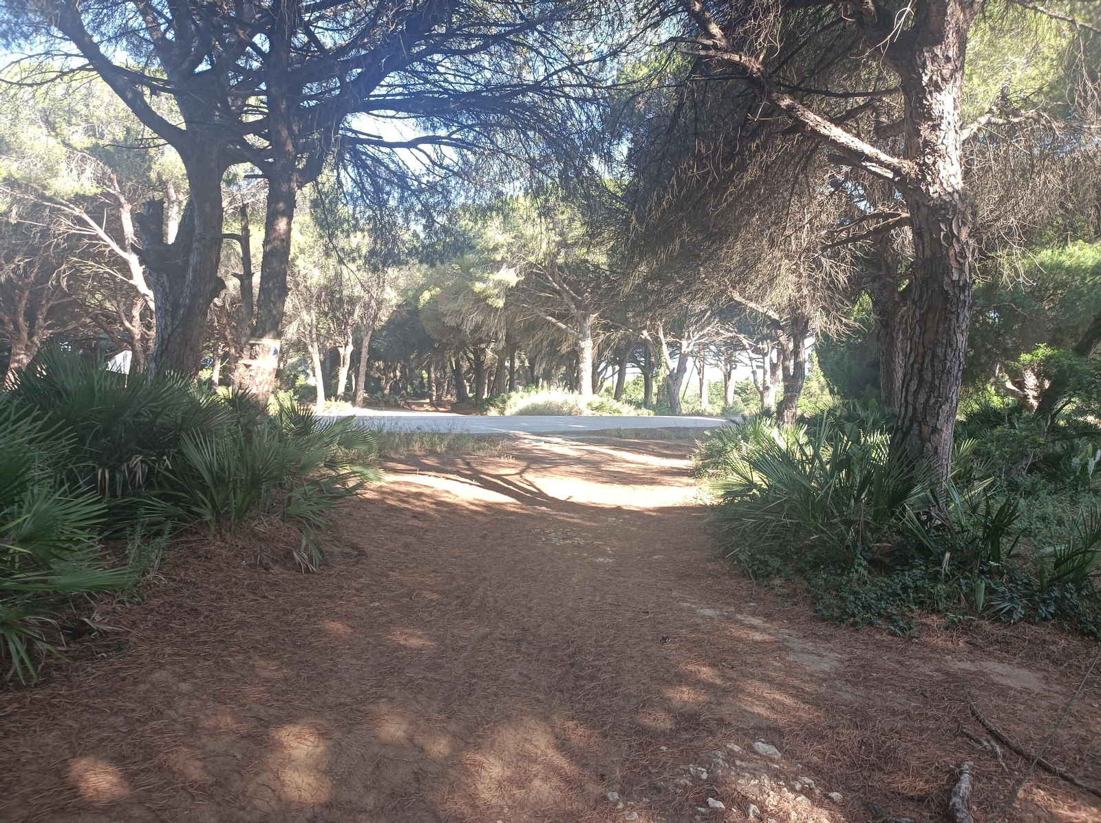 La pista clara que se cruza delante es la Cañada Real de Bornos.