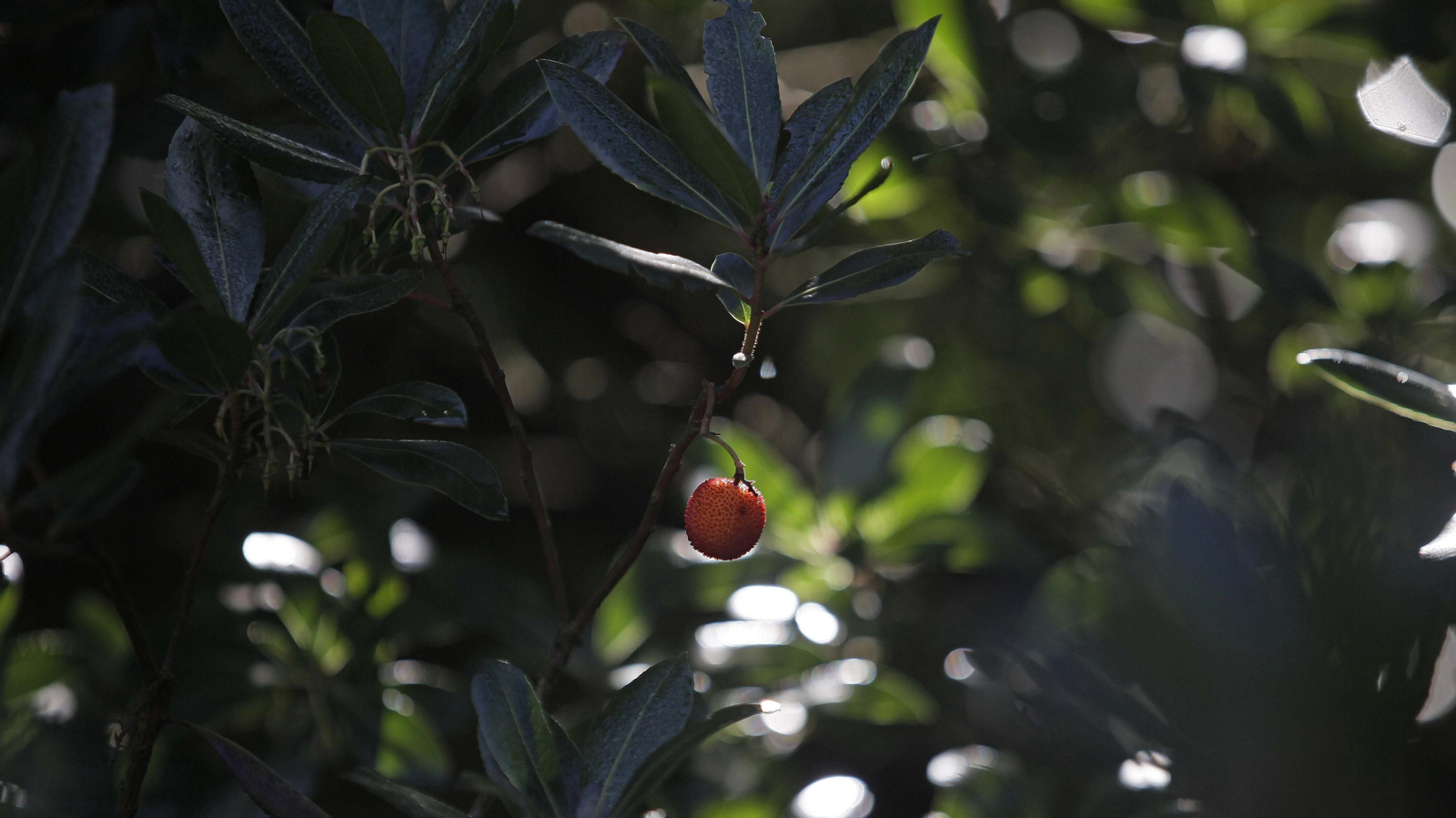 Sendero de la finca Murta en Los Barrios