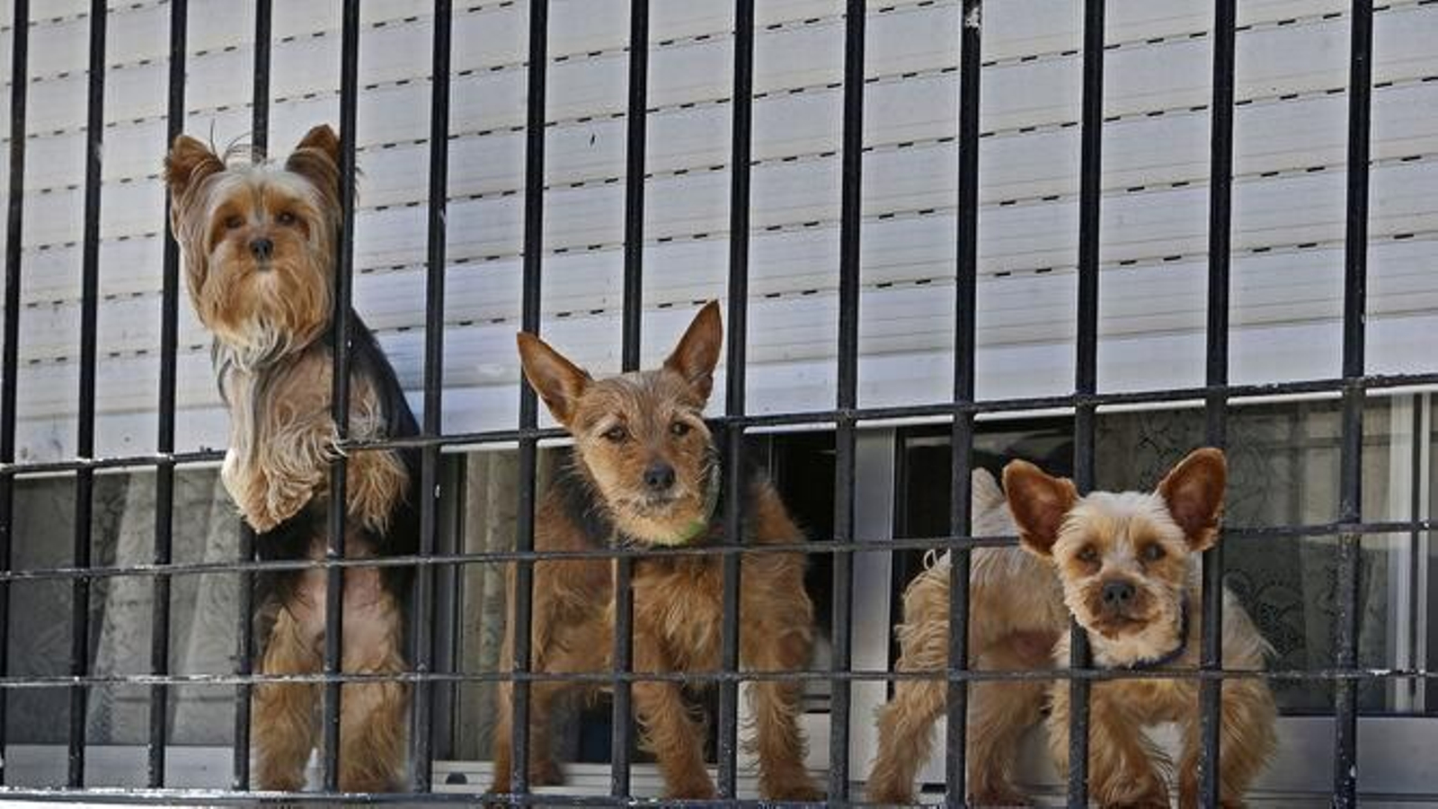 Tres perritos en la entrada de una vivienda en Cádiz