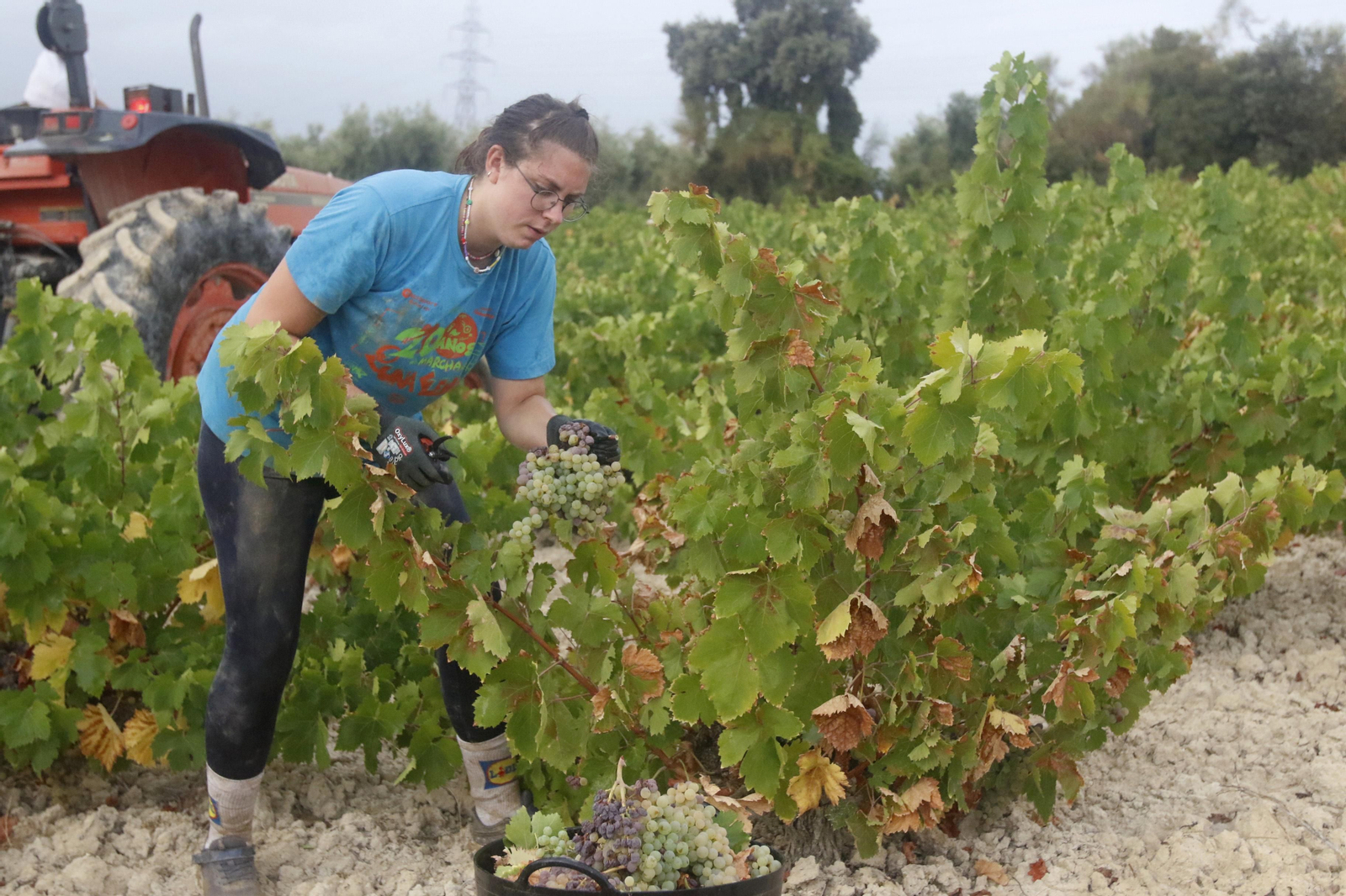 La vendimia en Montilla-Moriles, en fotografías