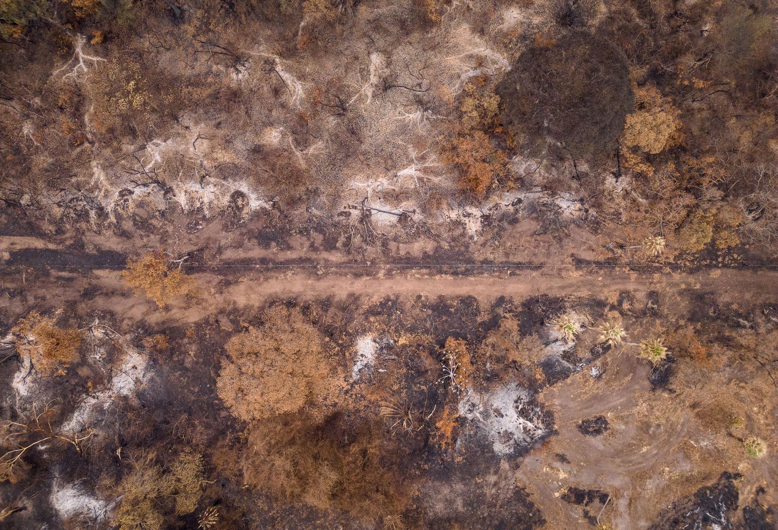 Las llamas convierten en una tumba al aire libre El Pantanal en Brasil