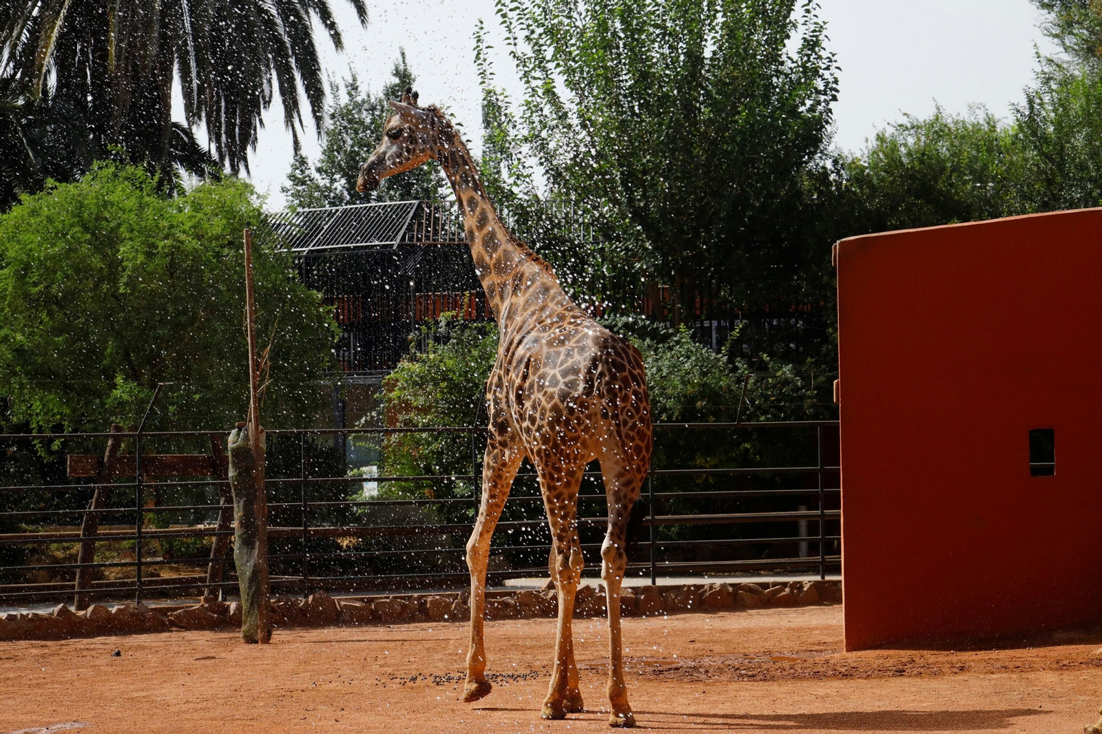 Fotogalería: Así viven los animales del Zoo de Córdoba los meses de verano
