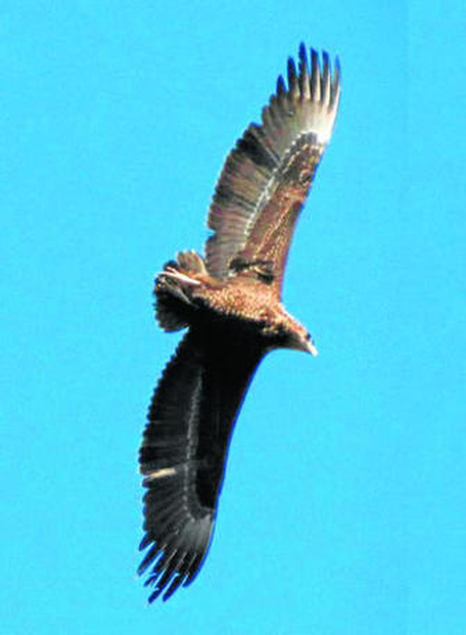 Ejemplar de águila volatinera avistada en Punta Carnero.