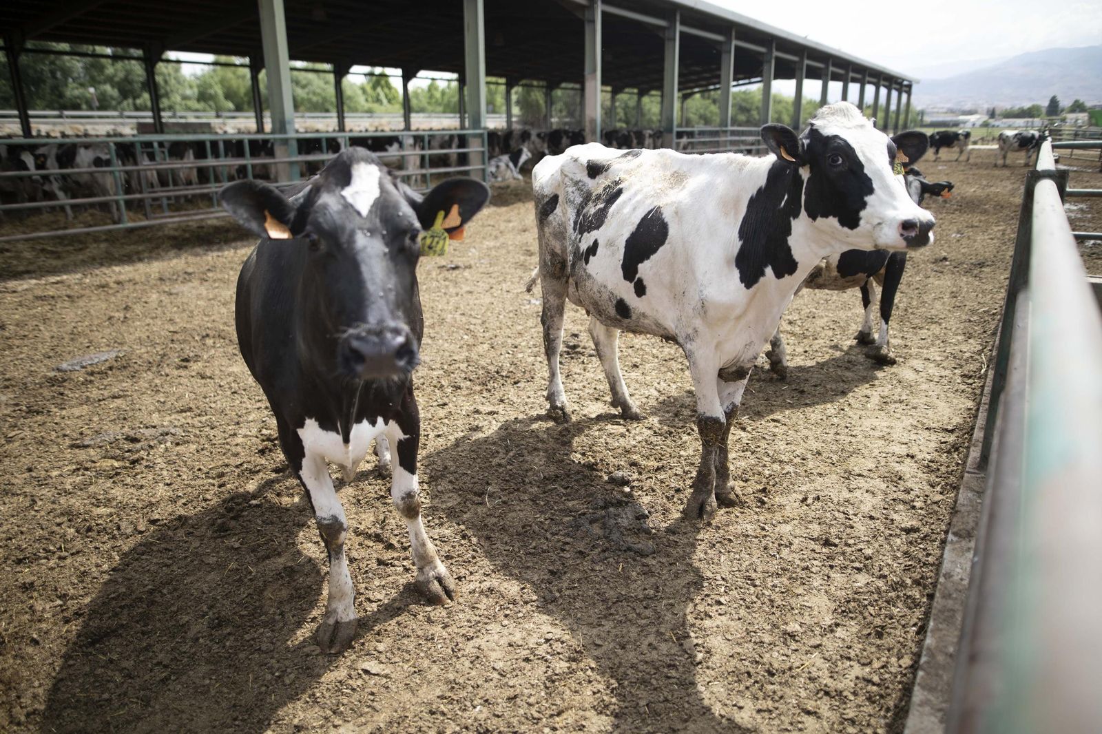 Imagen de archivo de una ganadería de vacas en Granada