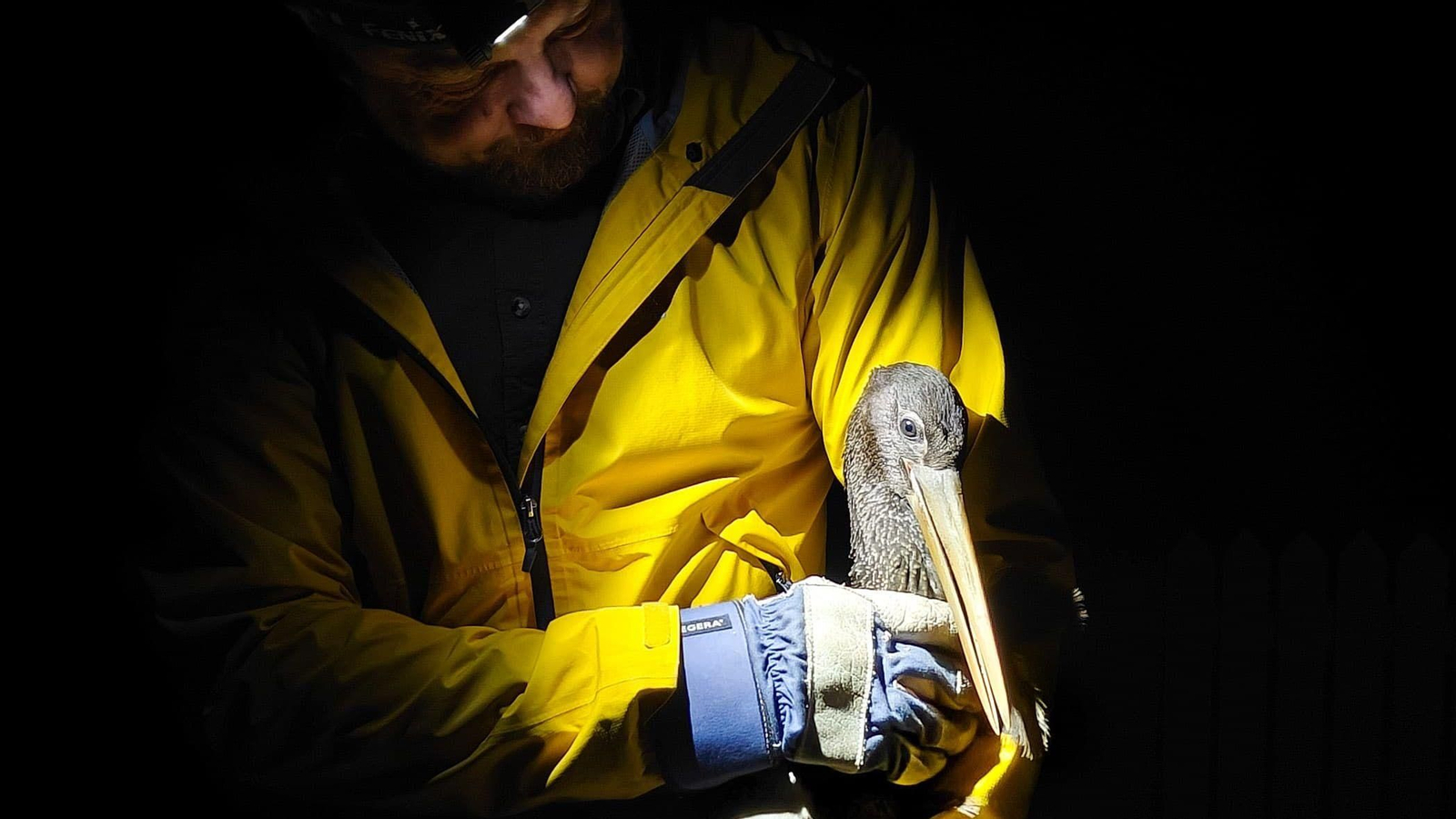 El ornitólogo finlandés Ari-Pekka Auvinen sostiene en los brazos a la cigüeña negra Harald en Oulu (Finlandia). El ornitólogo finlandés Ari-Pekka Auvinen sostiene en los brazos a la cigüeña negra Harald en Oulu (Finlandia).