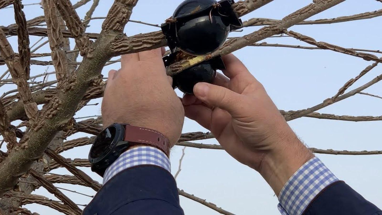 Detalle de las acciones que se llevan a cabo con los olmos plantados en la Viña El Majuelo.